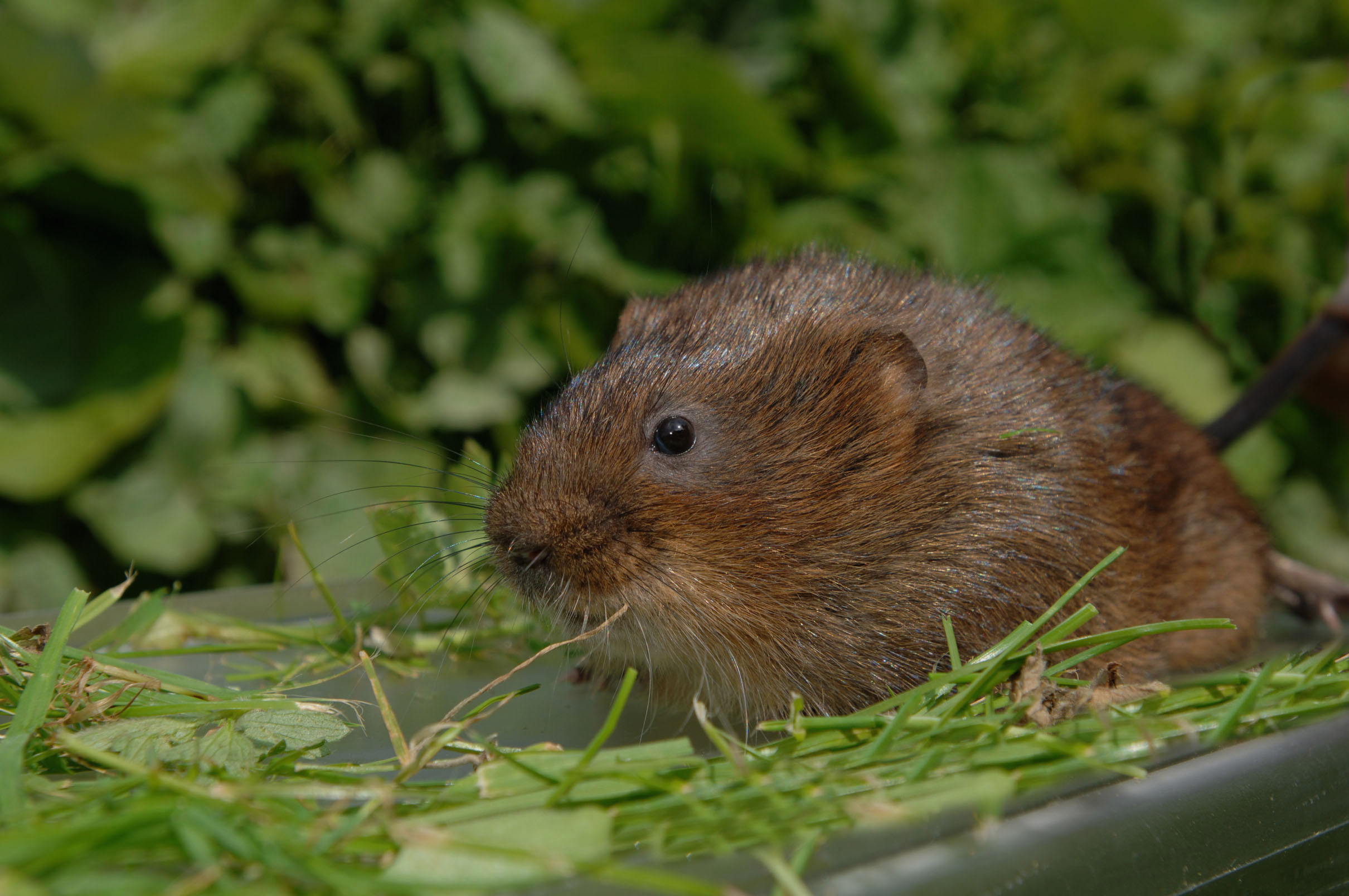 A water vole among greenery