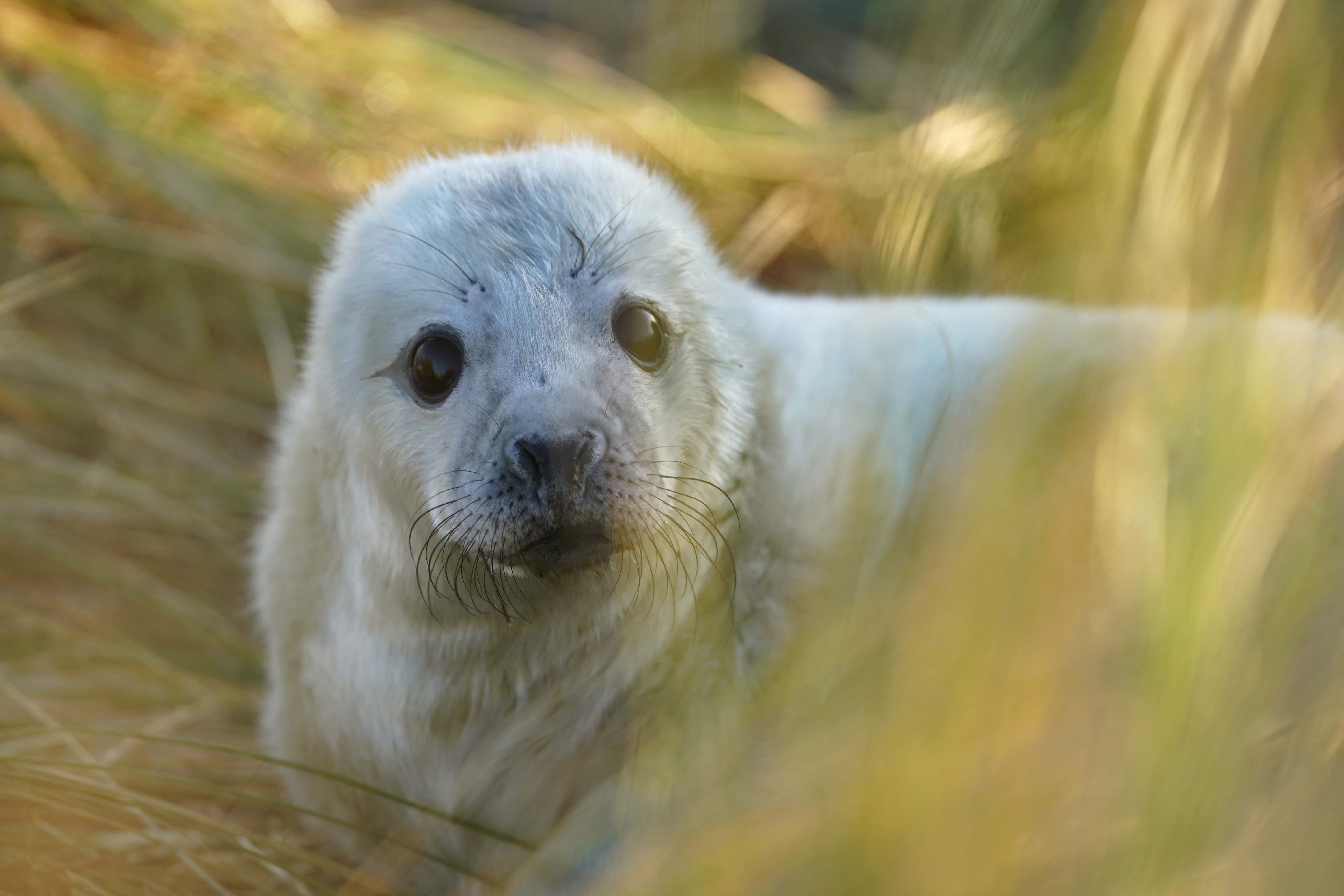 A five-mile stretch of the Norfolk coast has become an important breeding ground for grey seals