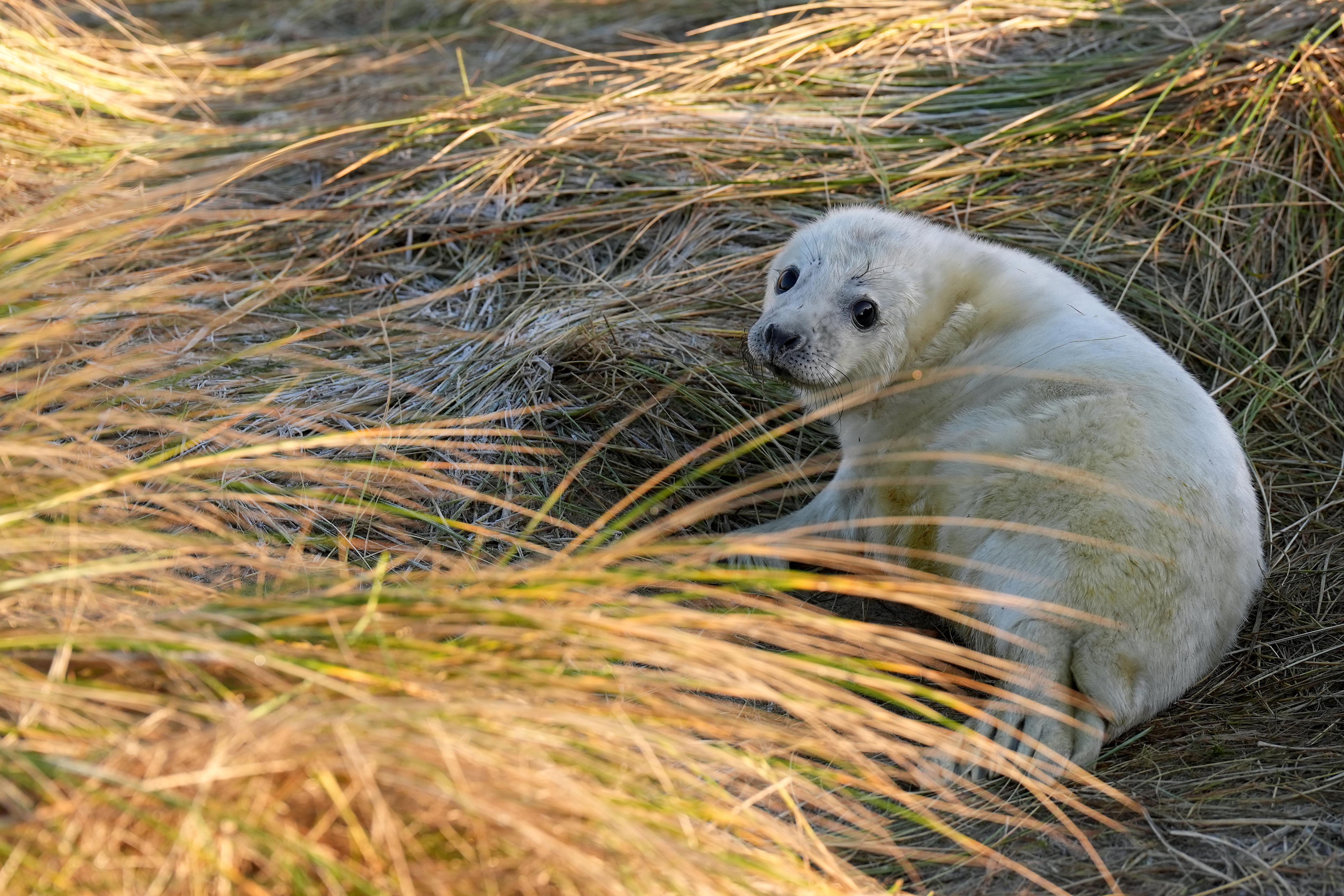 A white baby seal in sea grass 