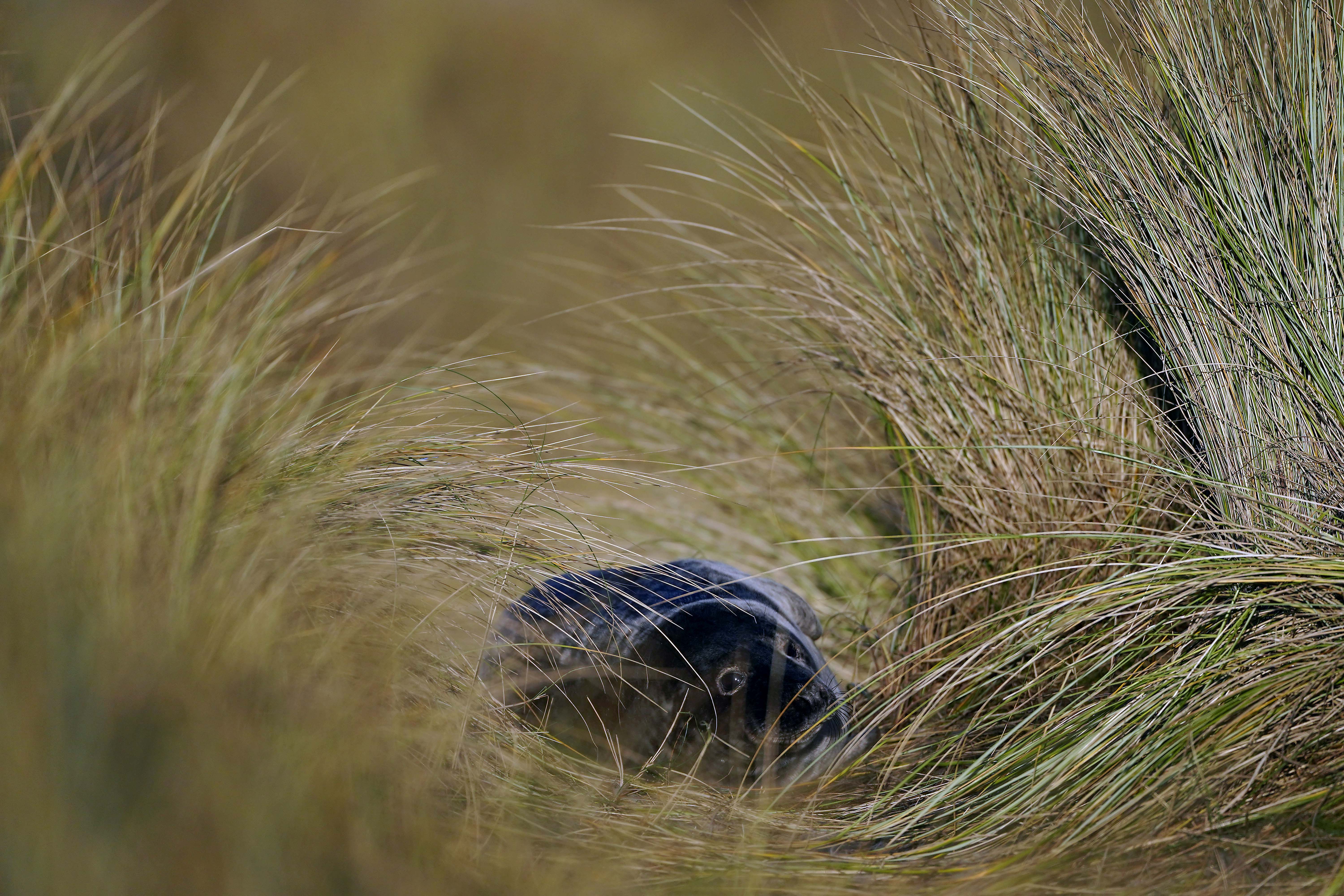 A dark grey baby seal in sea grass 