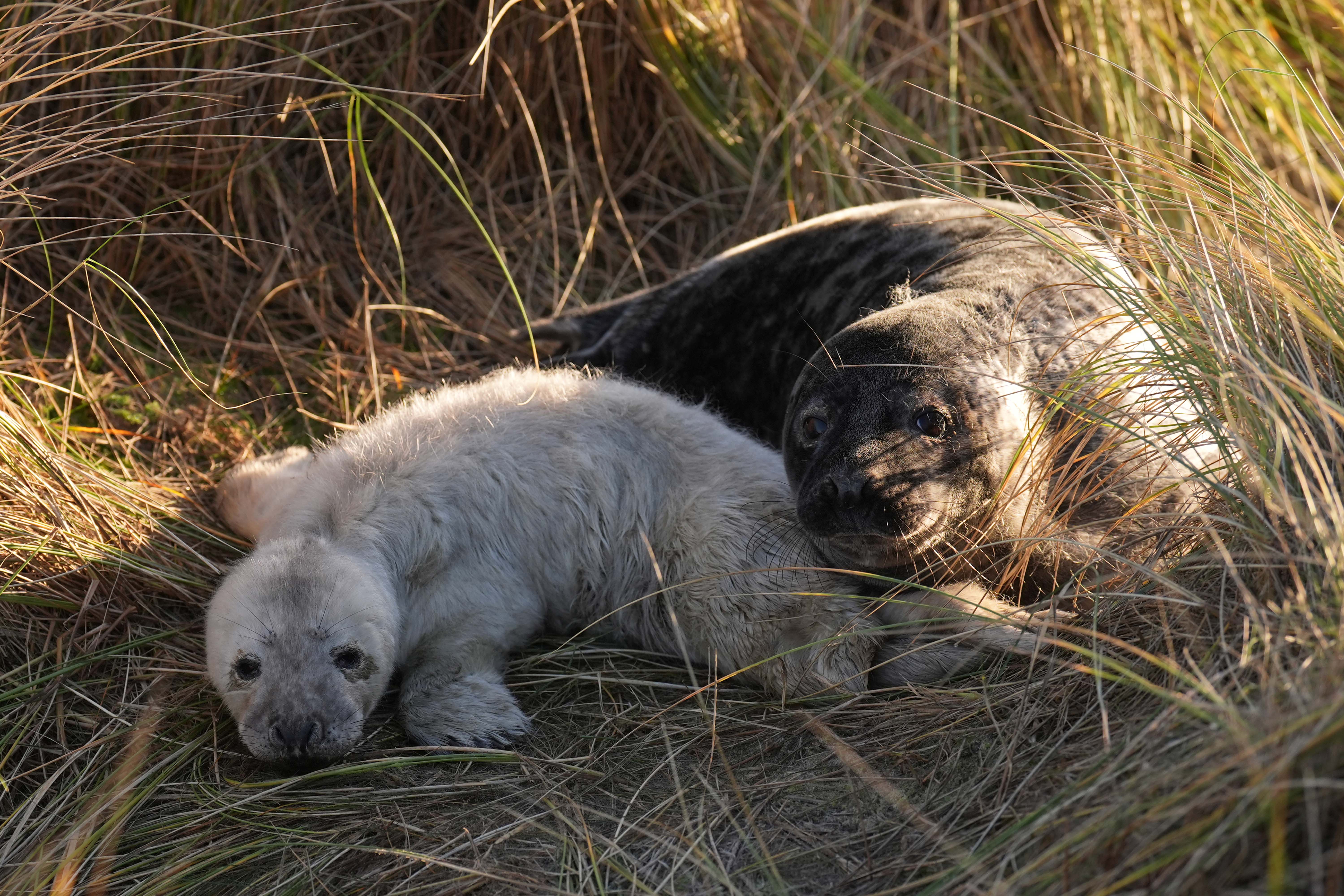 A young grey seal rests with its mother in the dunes at Horsey in Norfolk