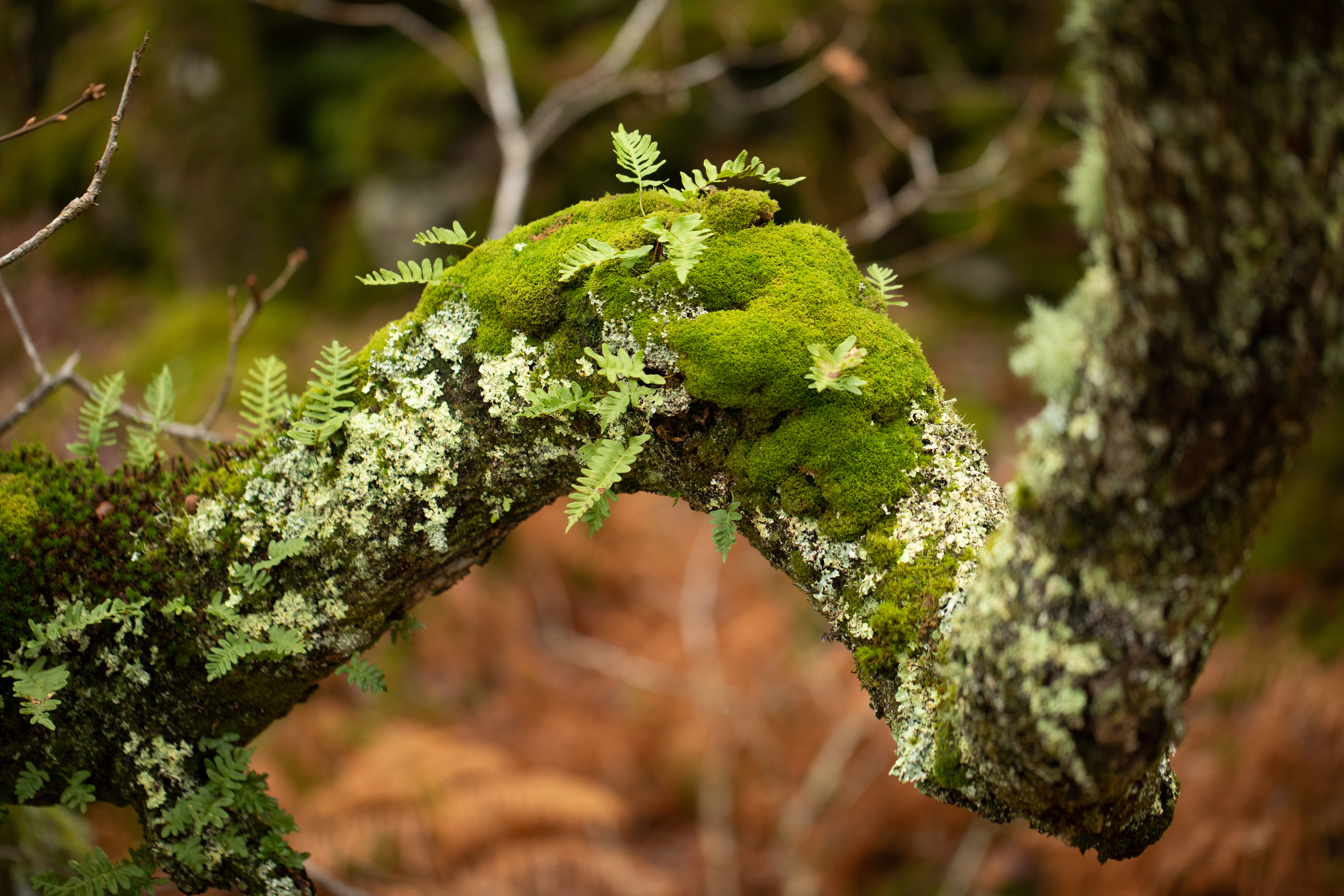 Oak branch, with moss, lichen and ferns