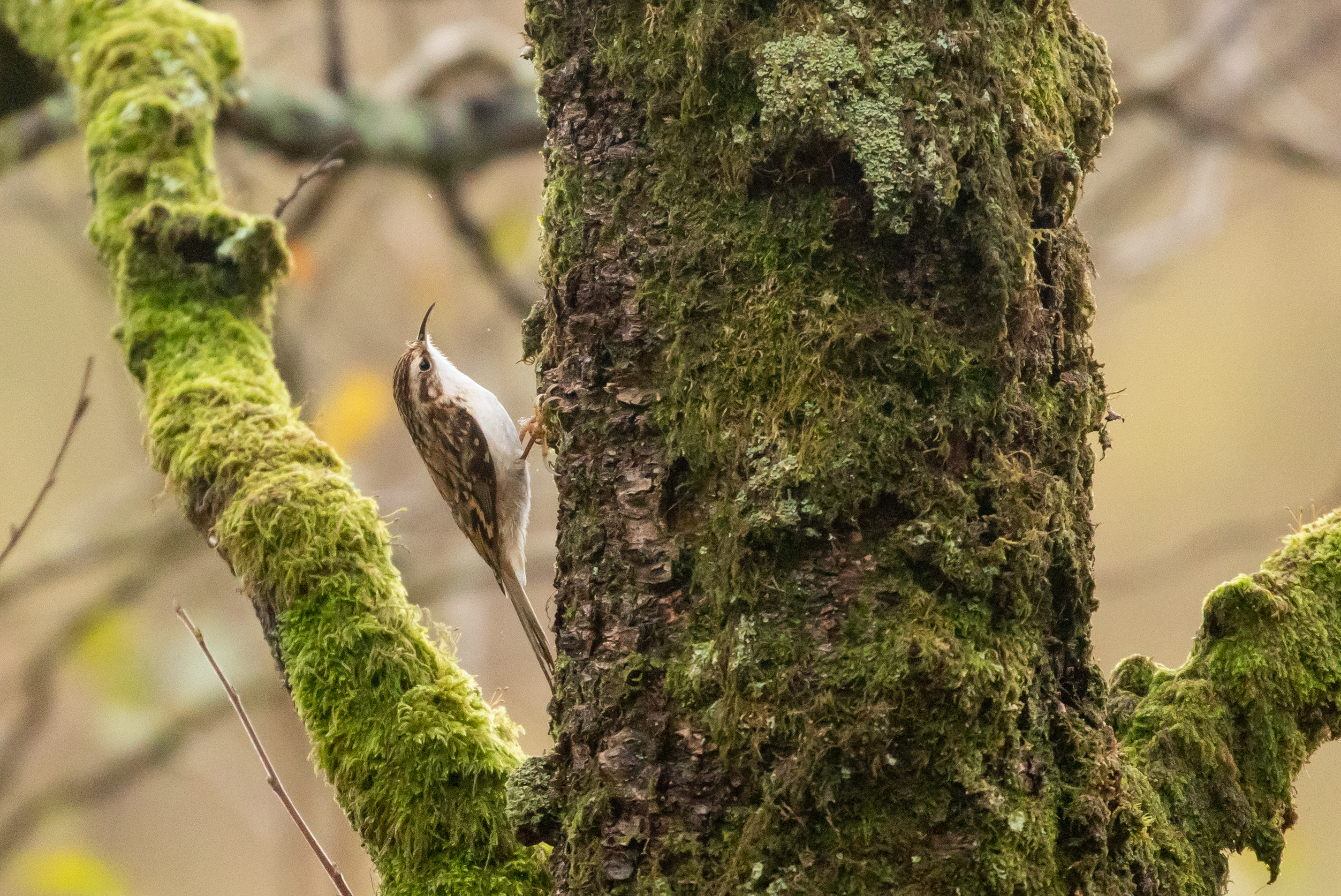 A tree creeper on a tree trunk