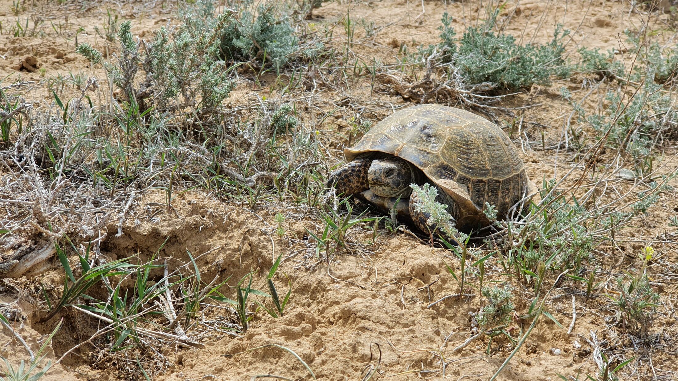 The steppe tortoise is one of the world’s most heavily traded reptiles, and populations are in steep decline