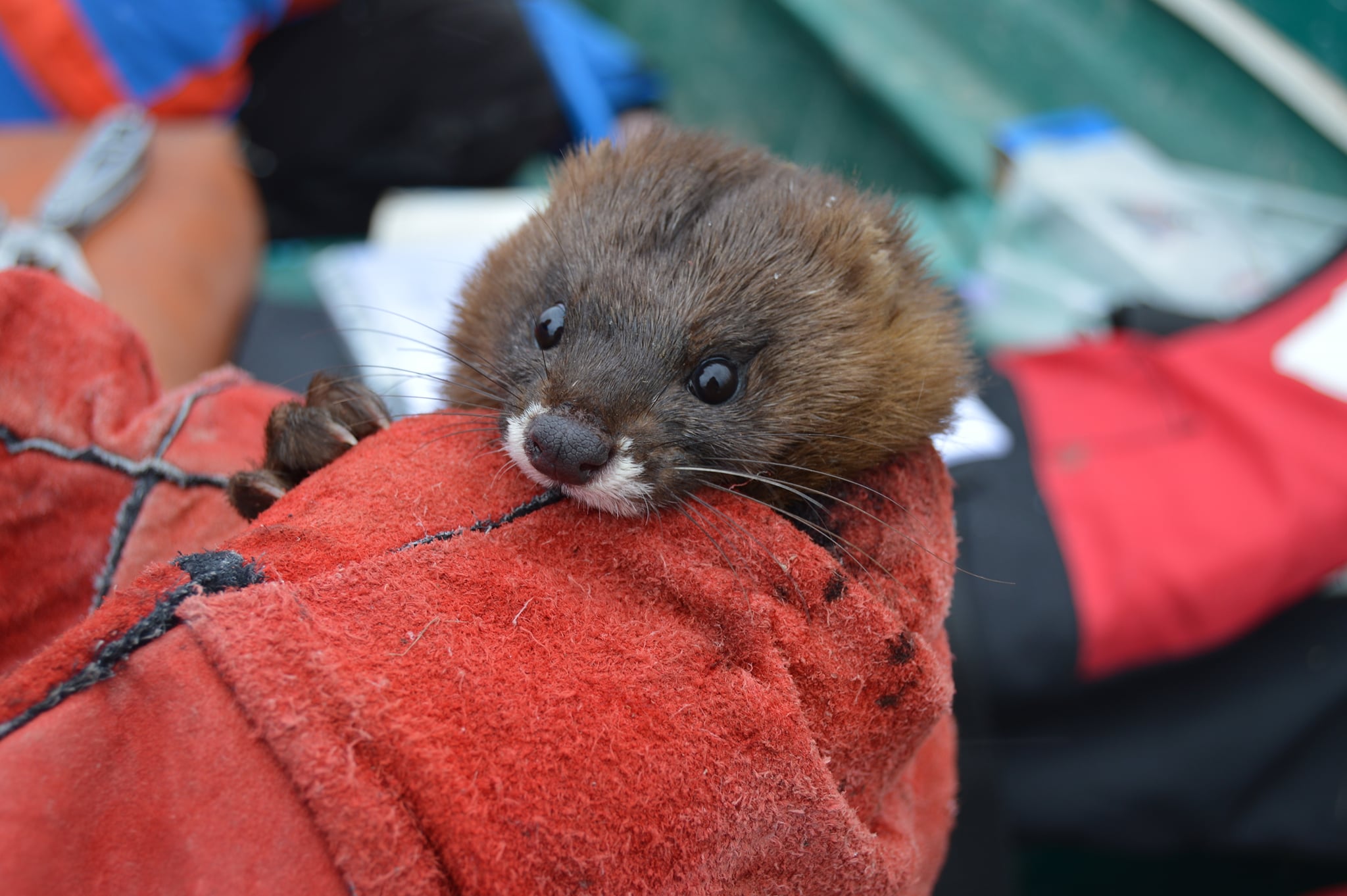 The European mink. Habitat loss, hunting and competition from the invasive - and more aggressive - American mink have caused its numbers to spiral. (Fauna and Flora)