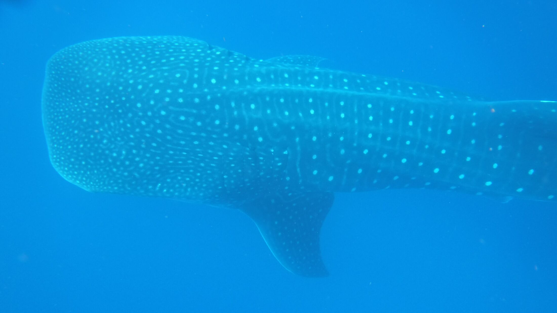 . Whale sharks face numerous threats included targeted fishing, accidental entanglement in nets, boat collisions, tourist disturbance and an overheating ocean. (Fauna and Flora)