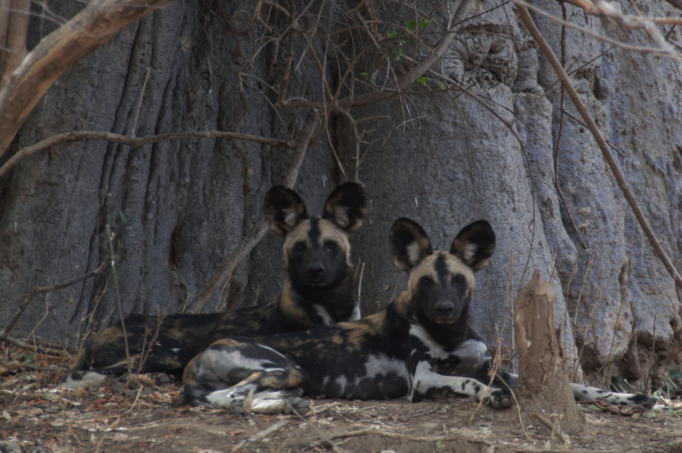 Painted hunting dogs - or Africa wild dogs - are among the world’s most endangered carnivores. (Fauna and Flora)