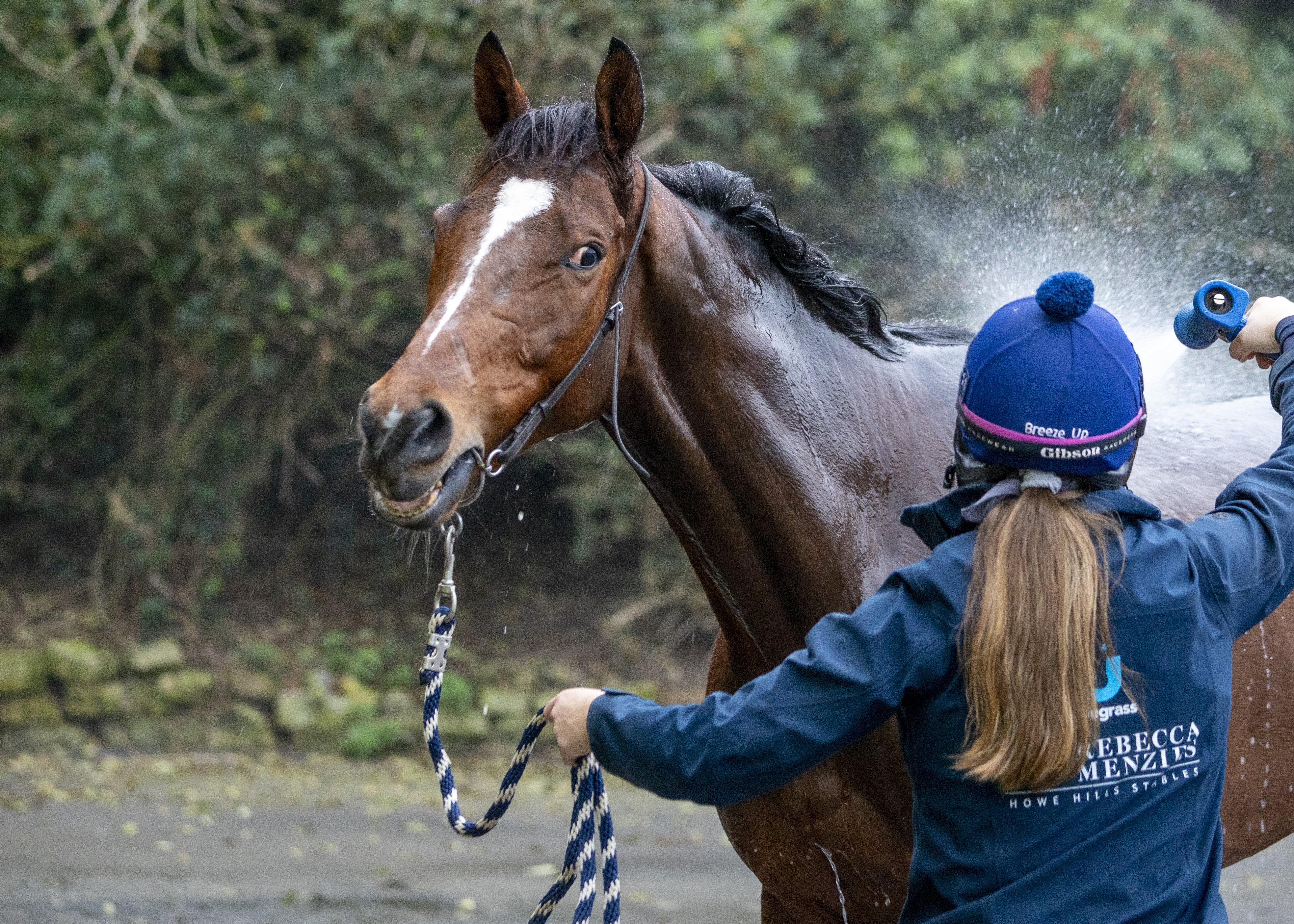 Boomslang gets a wash down at home 