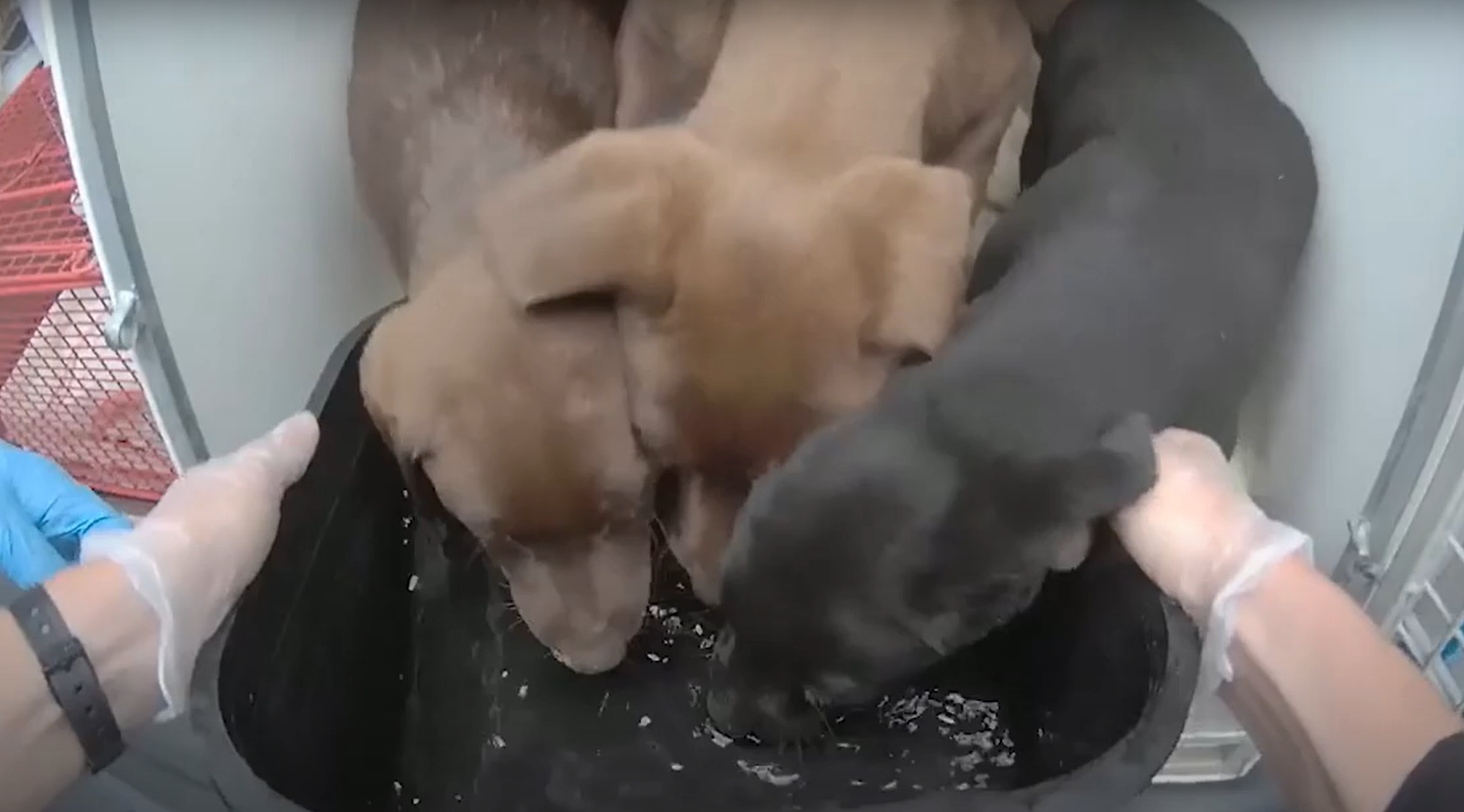 Body-worn footage of rescued puppies drinking water