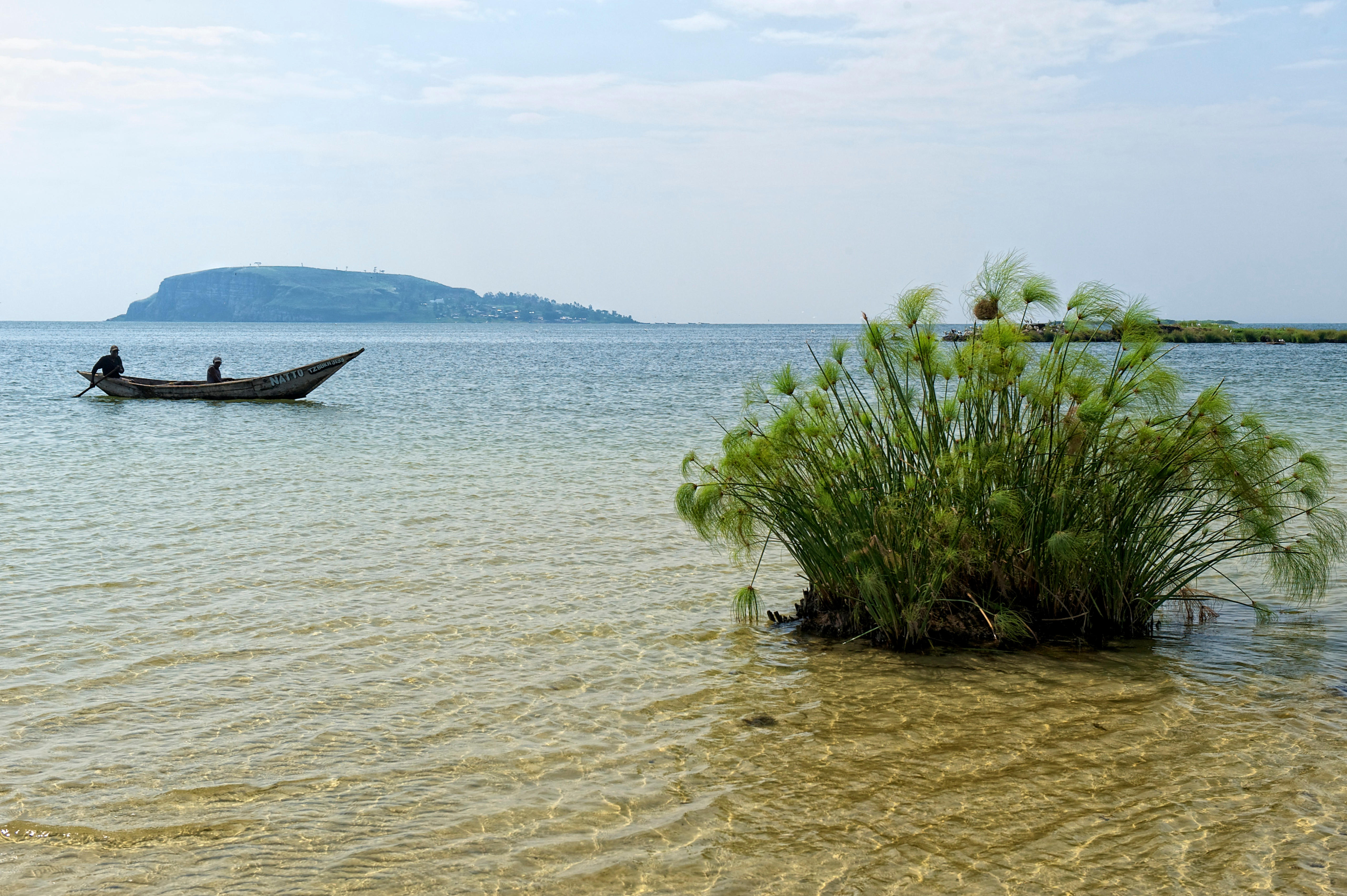 A fishing boat and clump of greenery on Lake Victoria, Tanzania