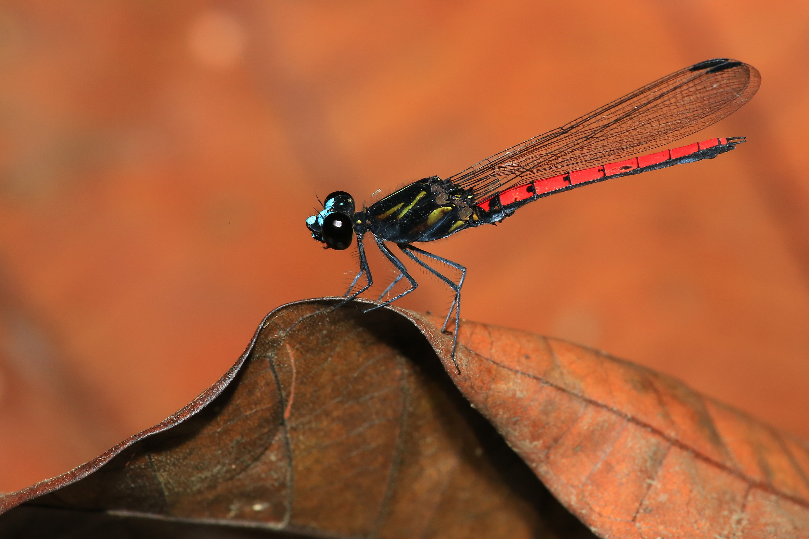 A blue-fronted jewel damselfly, with a blue head and red tail, rests on a leaf