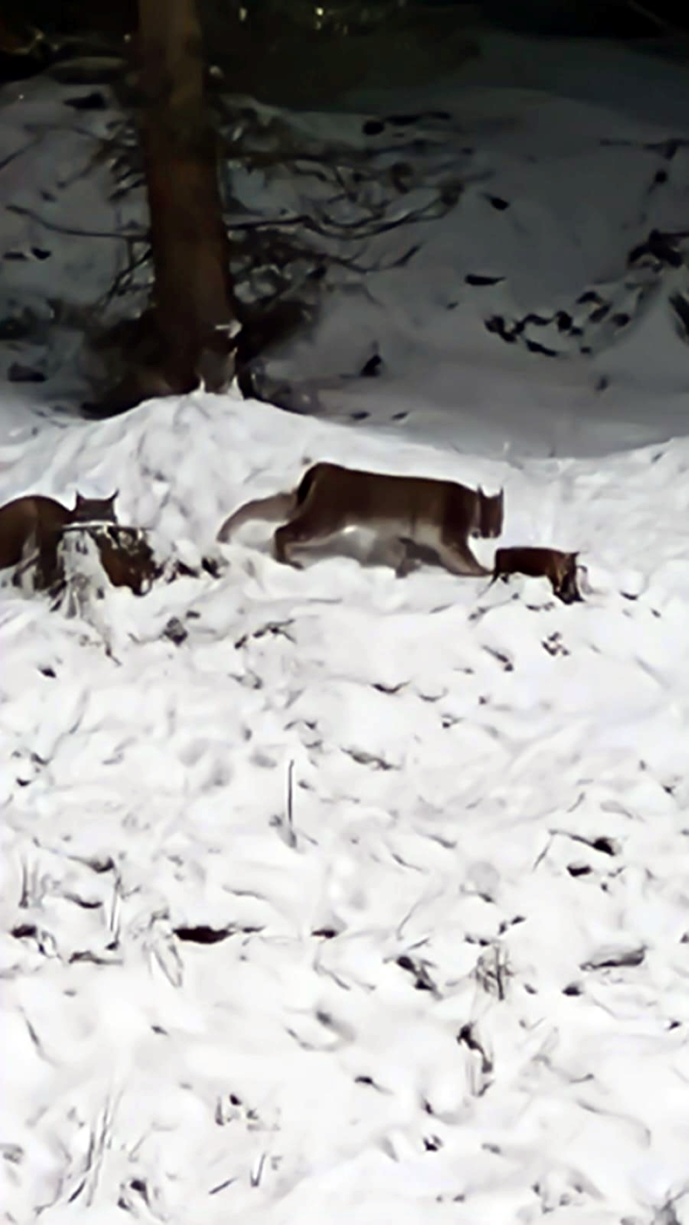 Two lynx in snow