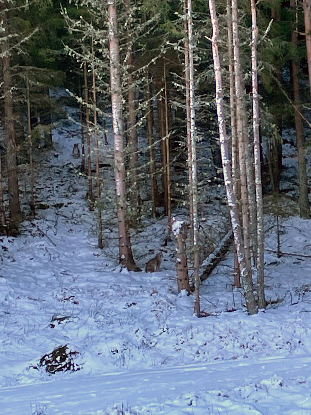 Two lynx in snow