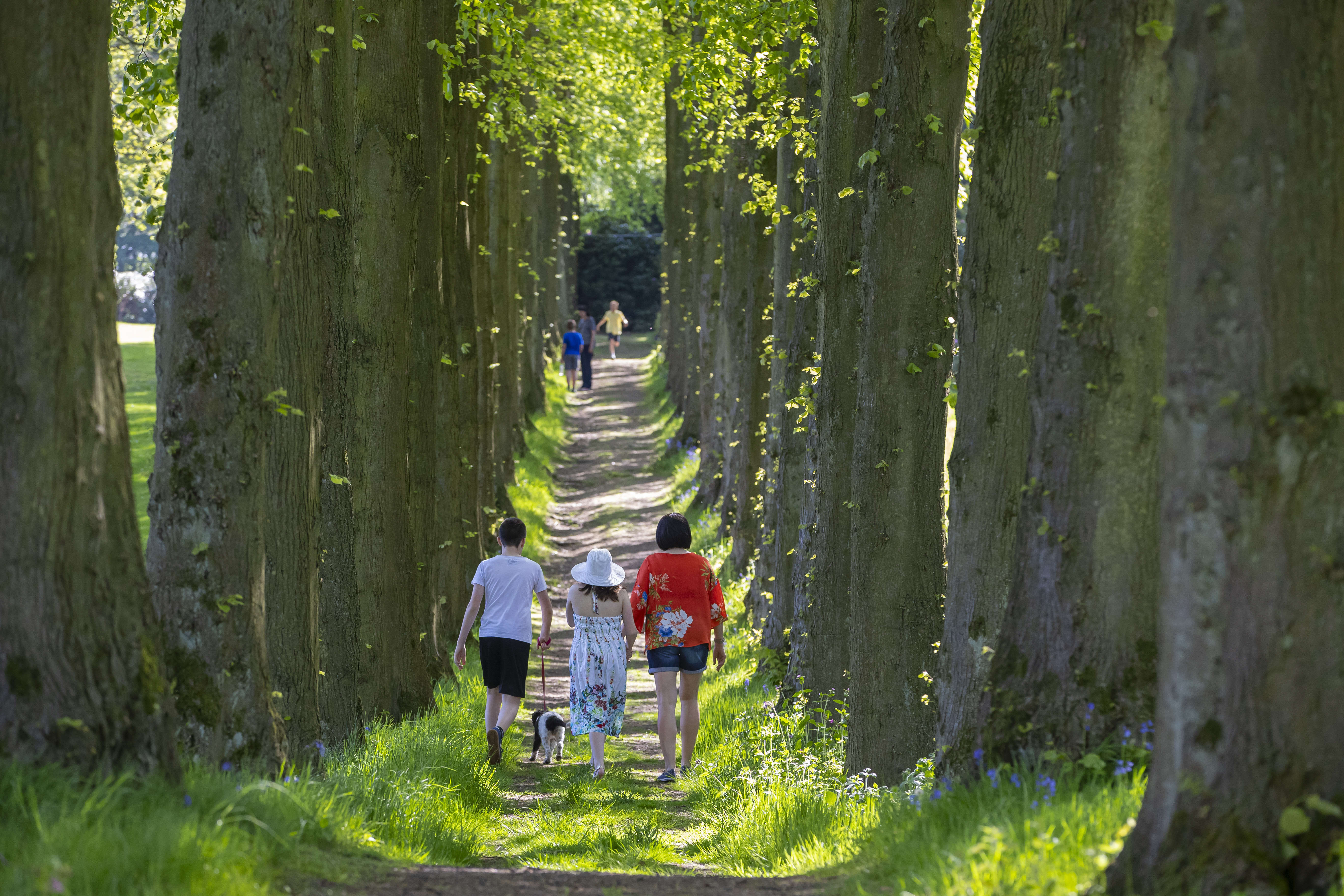 Visitors stroll on a sunlit path between two avenues of mature trees