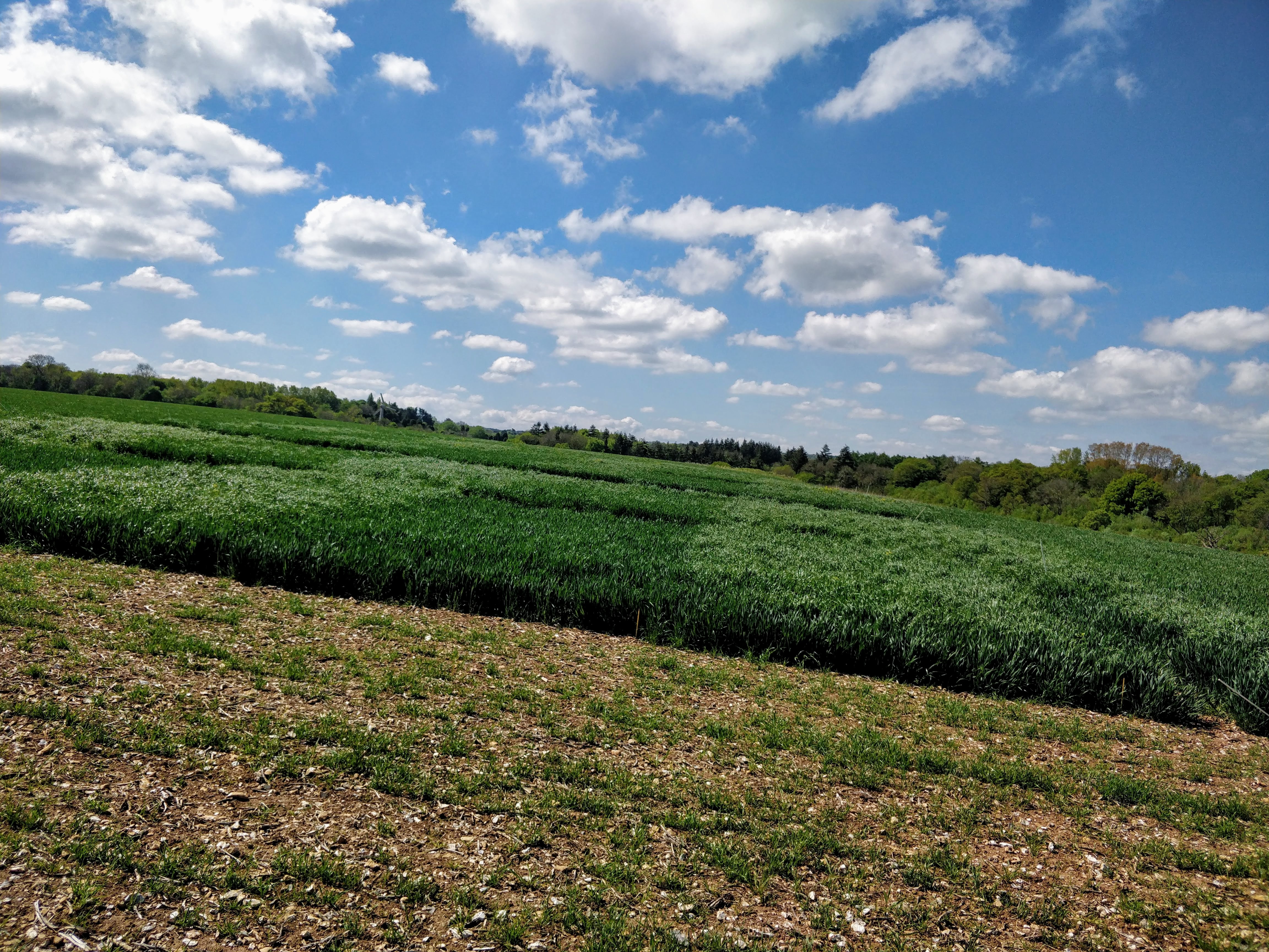 A field trial