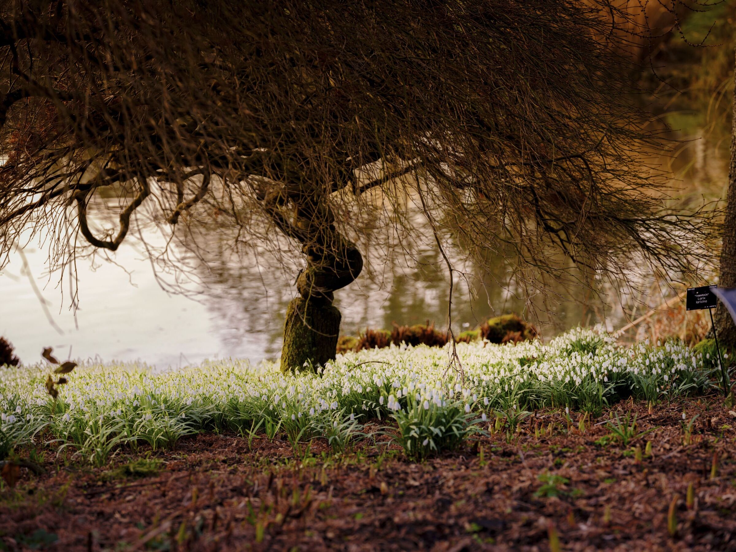 Snowdrops under a tree at Wakehurst (Jim Holden/RBG Kew/PA)