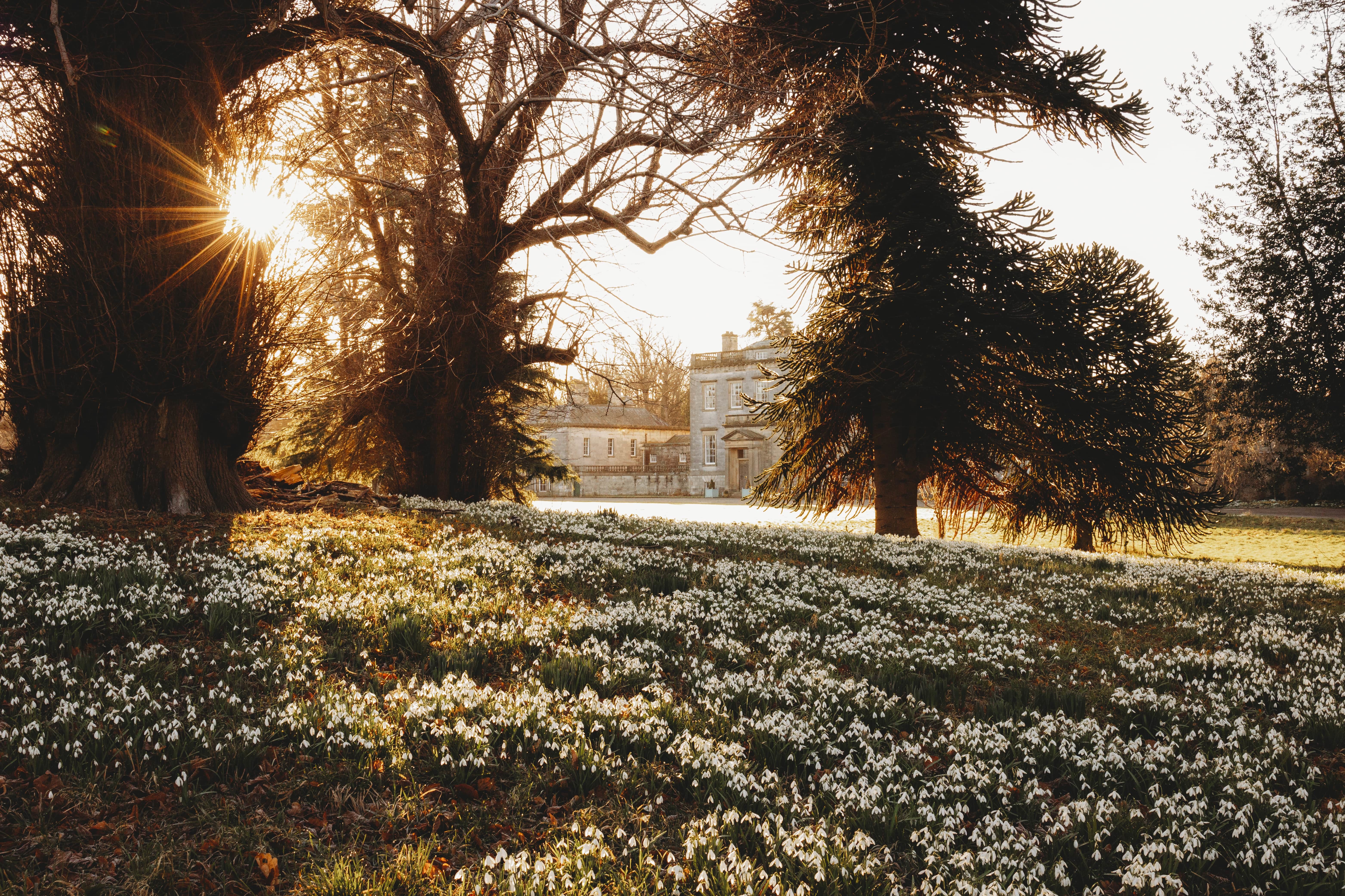 Snowdrops at Preston Hall (Dorota Markowska/PA)