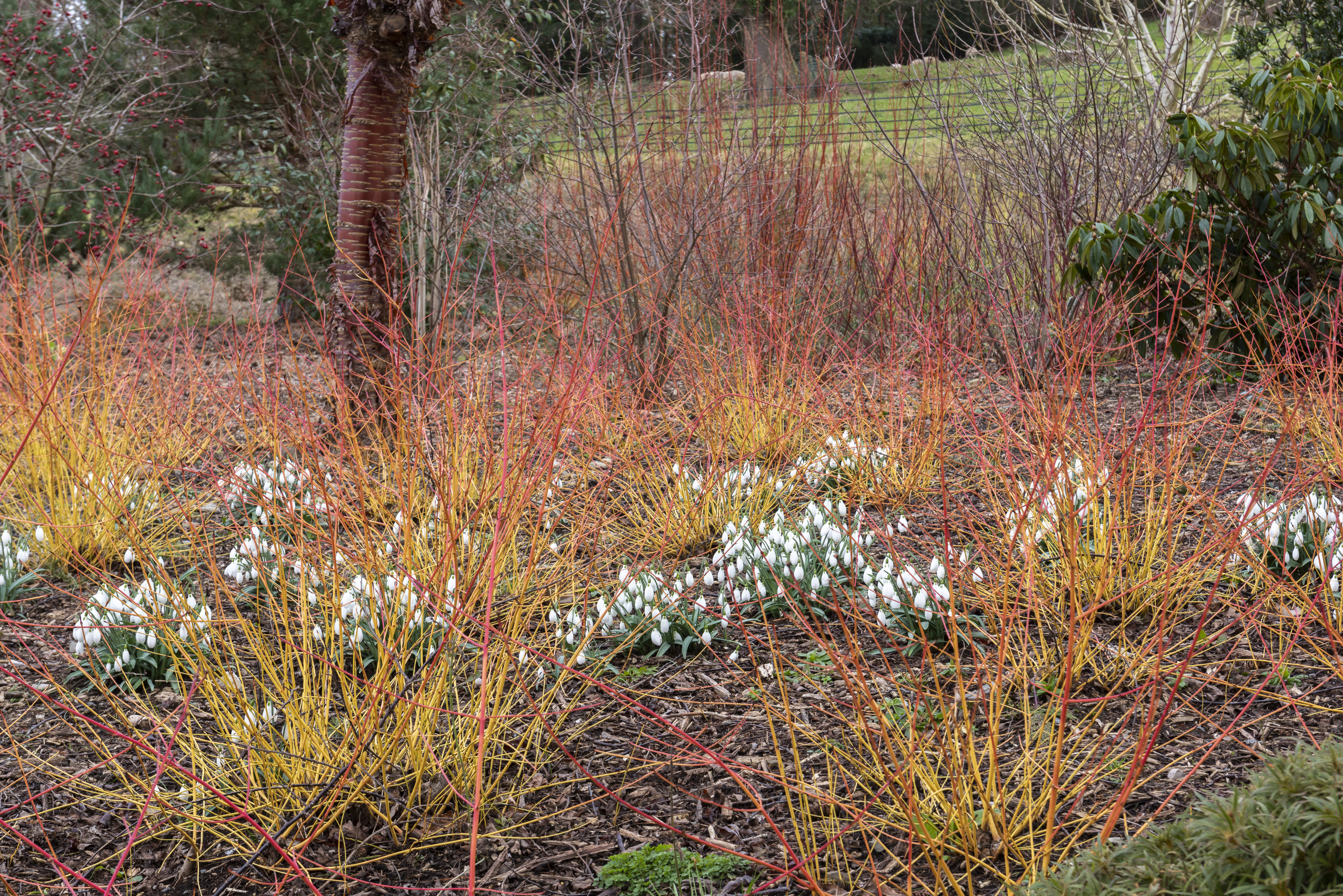 Snowdrops amid cornus at Bodnant Garden, North Wales (Paul Harris/National Trust Images/PA