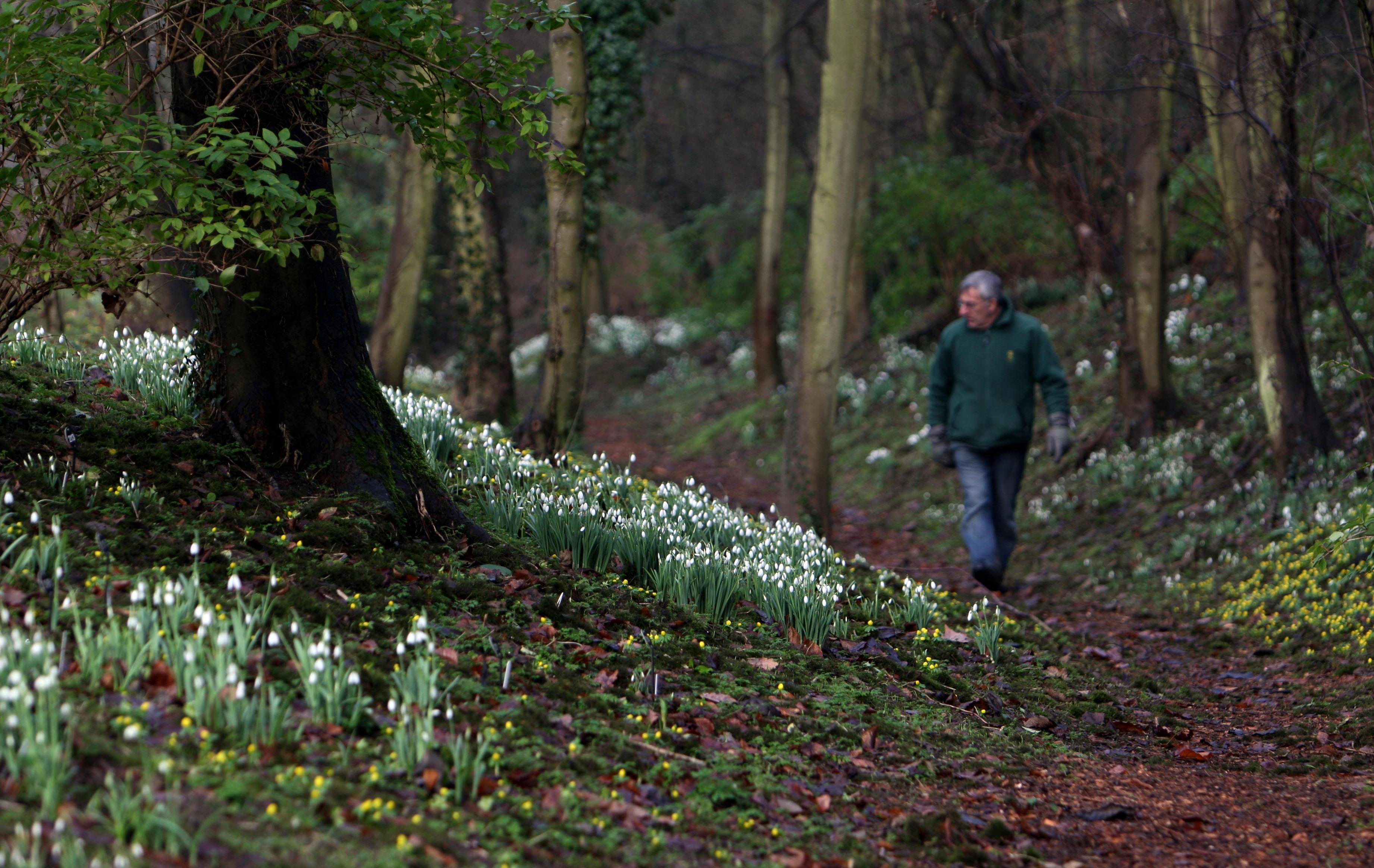 Anglesey Abbey snowdrop walk (Alamy/PA)