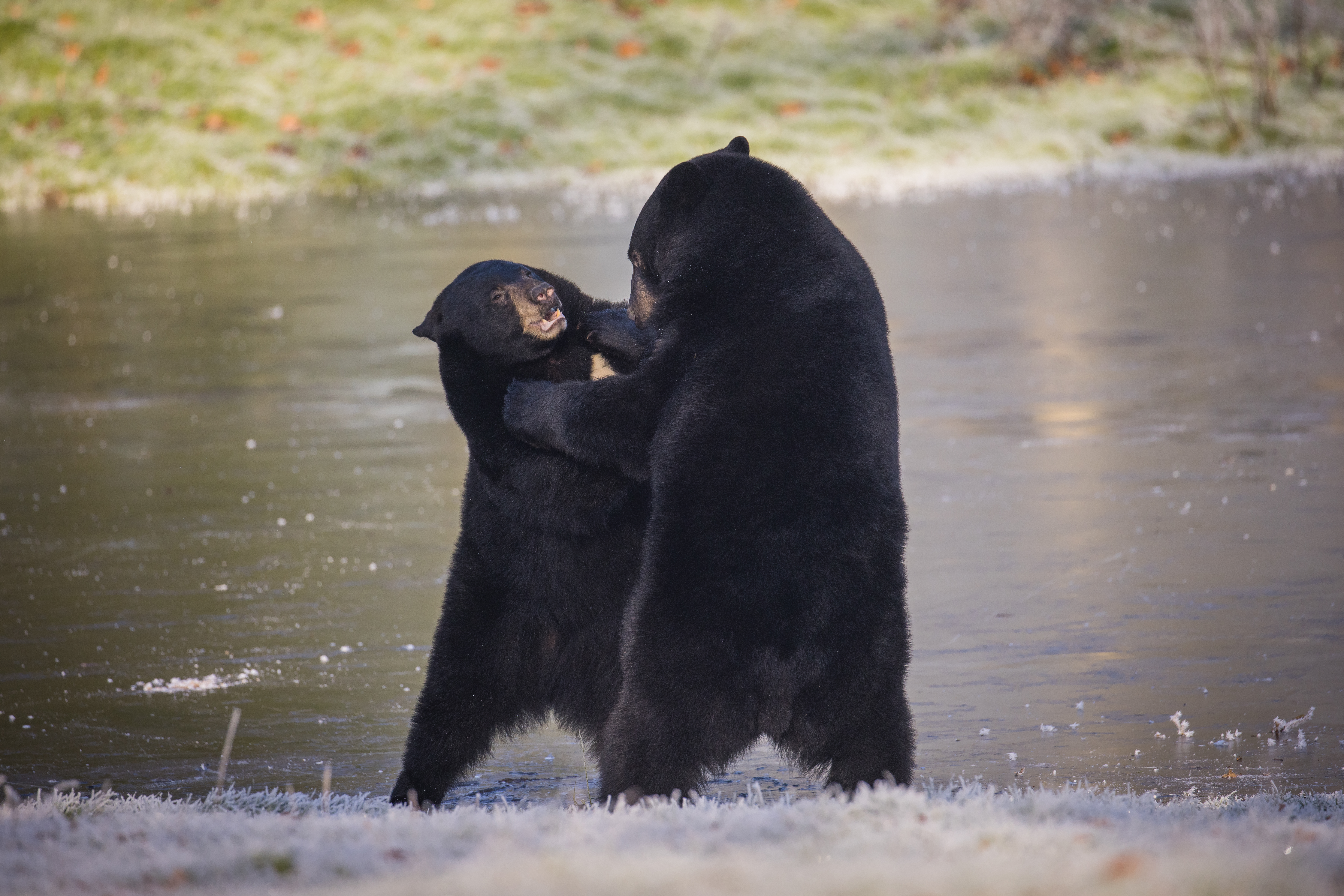 A pair of North American black bear play fight on a frozen over lake at its enclosure in Woburn Safari Park