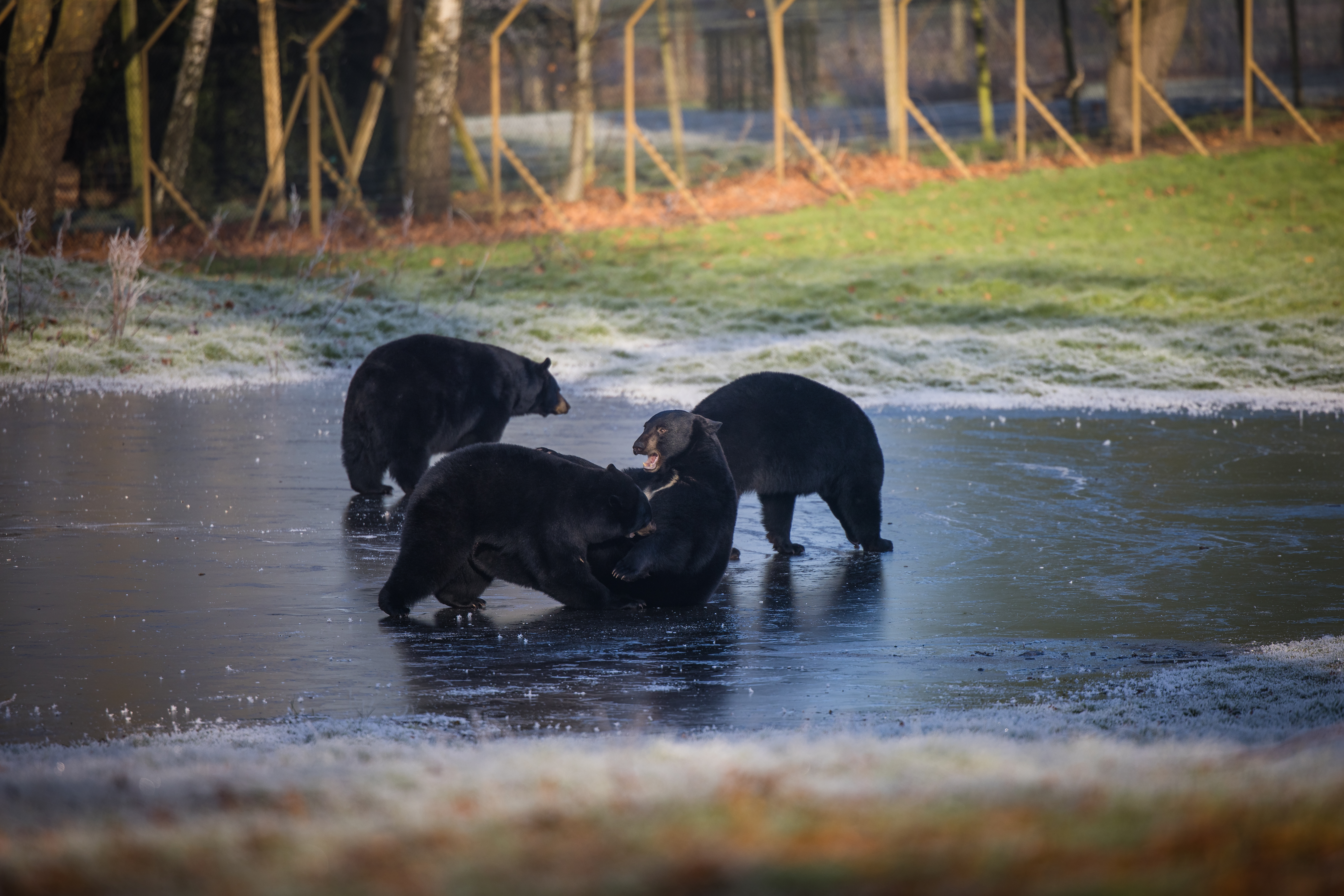 Three North American black bear yearlings playing on a frozen lake at Woburn Safari Park