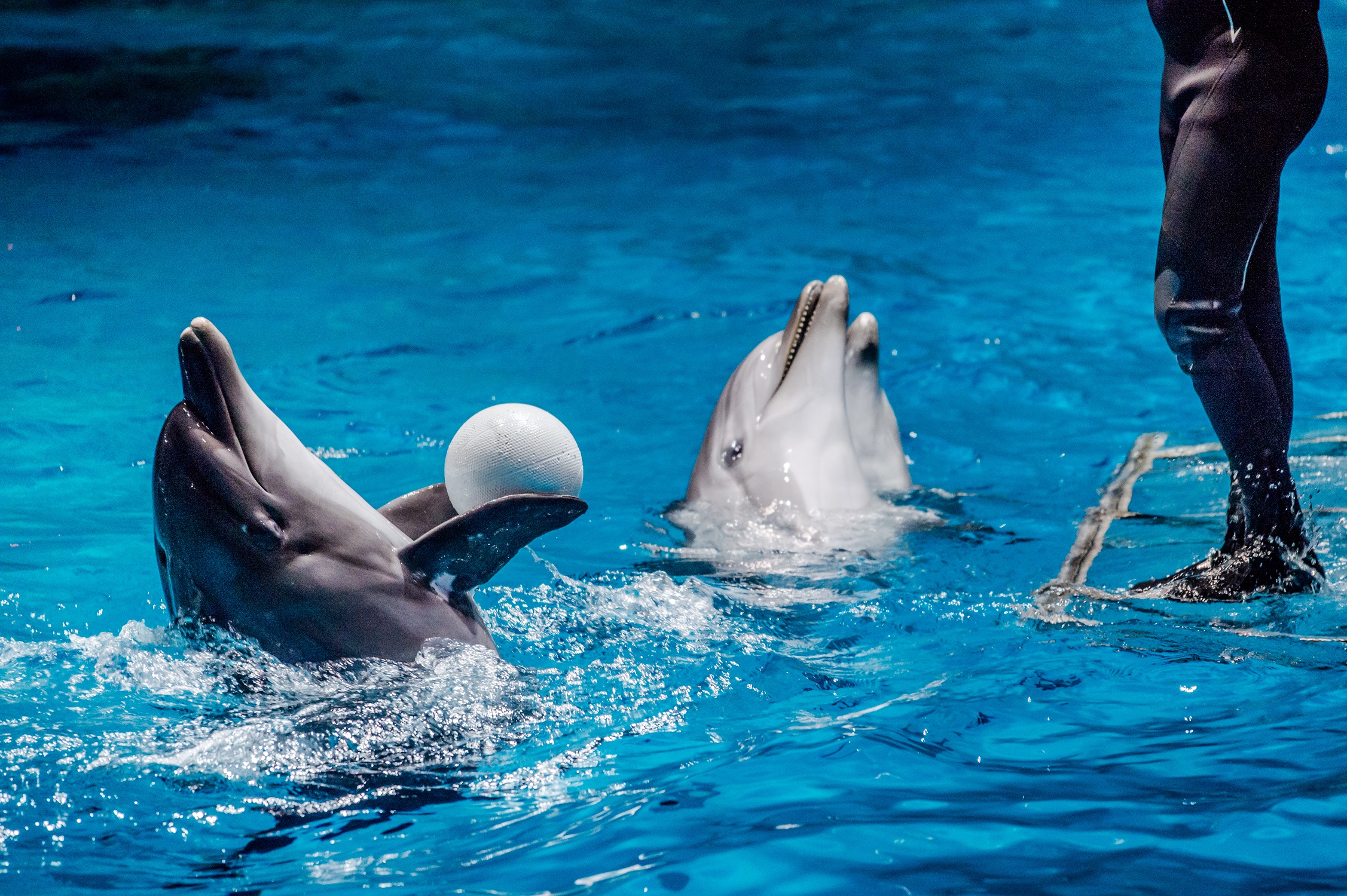 Performing dolphins