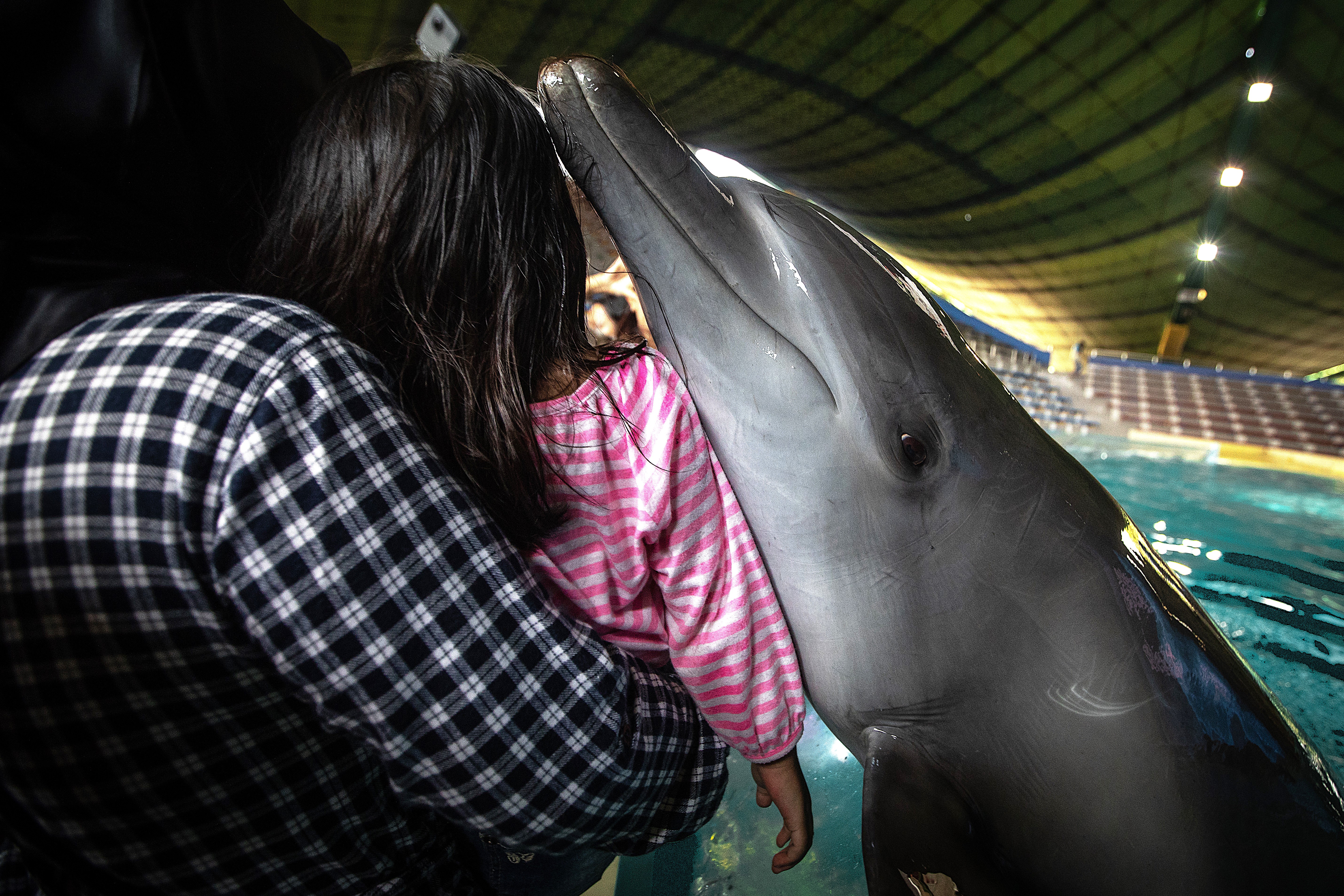 A dolphin interacting with visitors for a souvenir photo