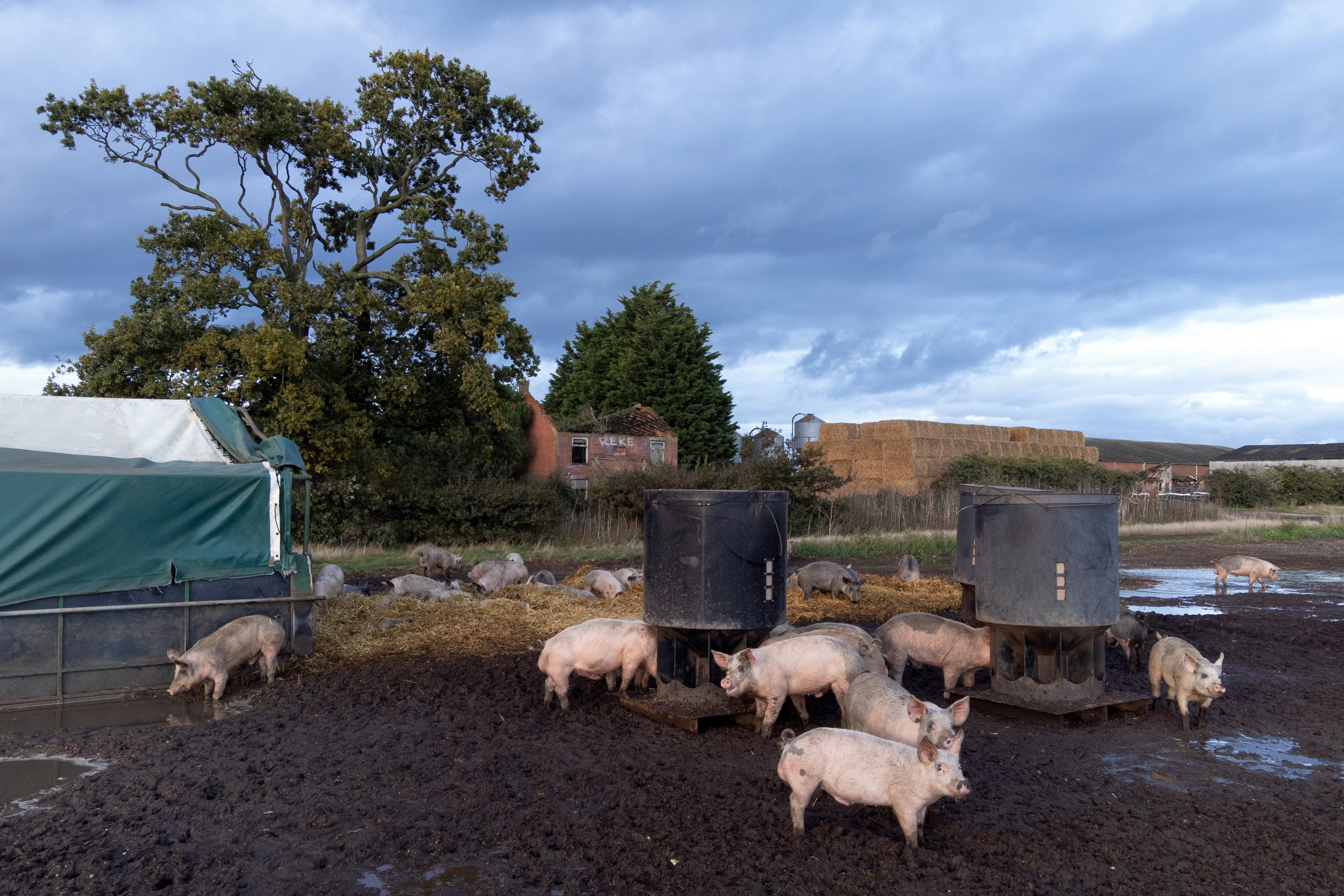 Pigs on a pig farm