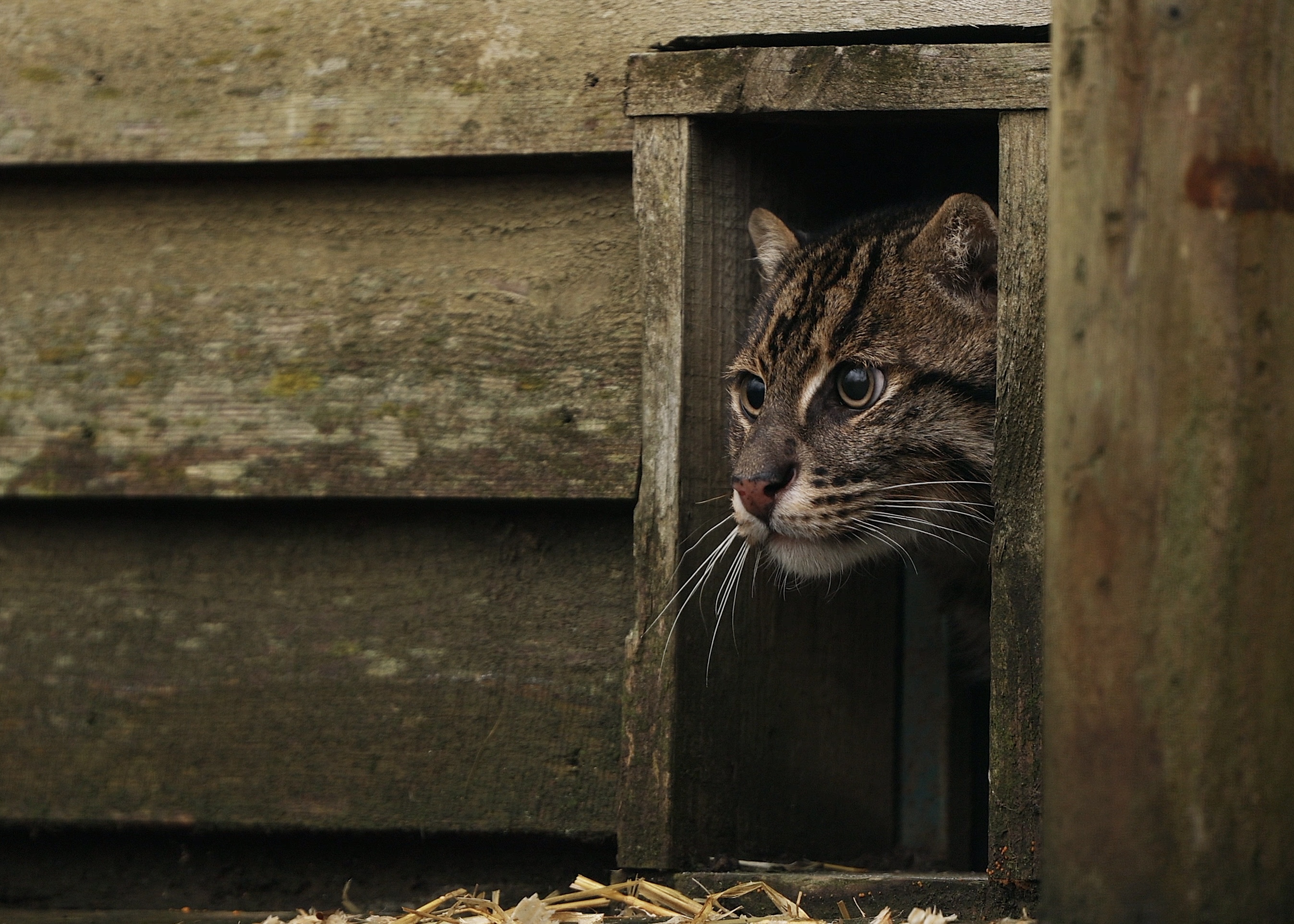 Fishing Cat Boson