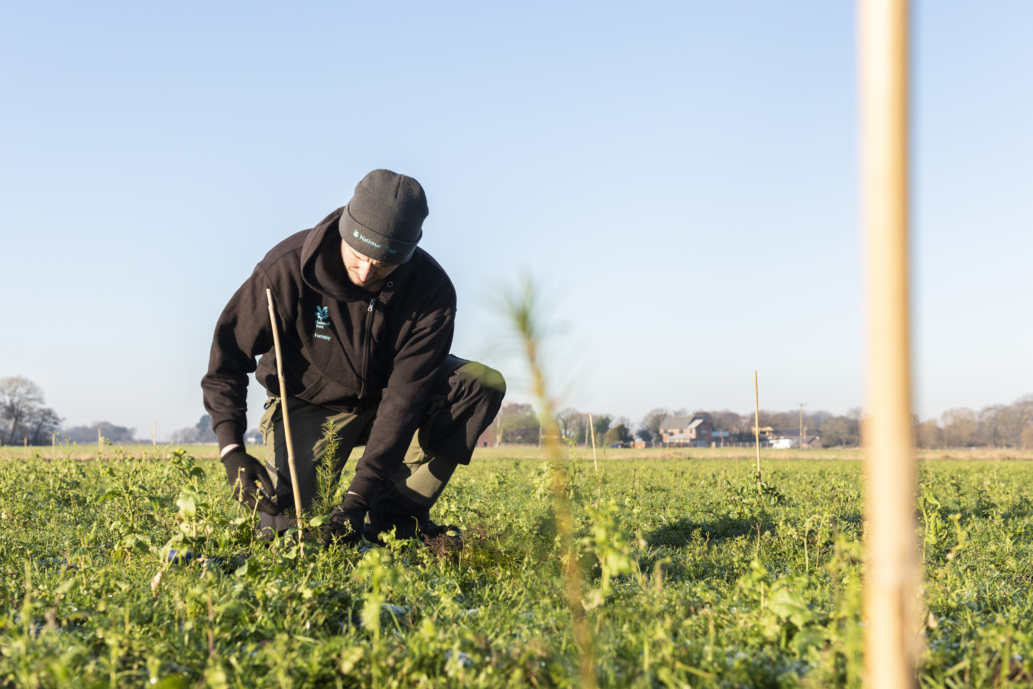 Planting a mix of deciduous and evergreen trees as part of a Trees for Climate programme at Lunt in Sefton/ (Paul Harris/National Trust)