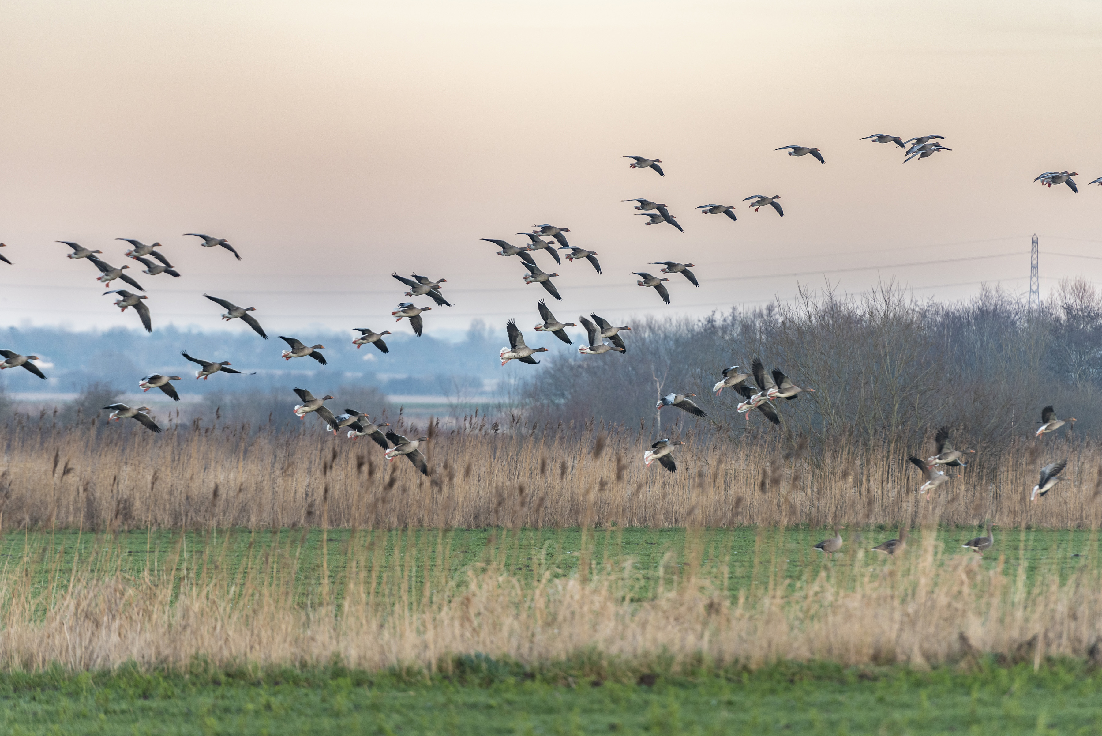 Canada Geese flying into Lunt nature reserve