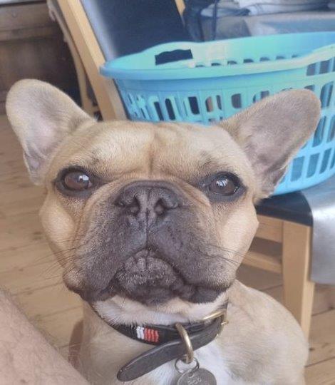 Bob the French bulldog