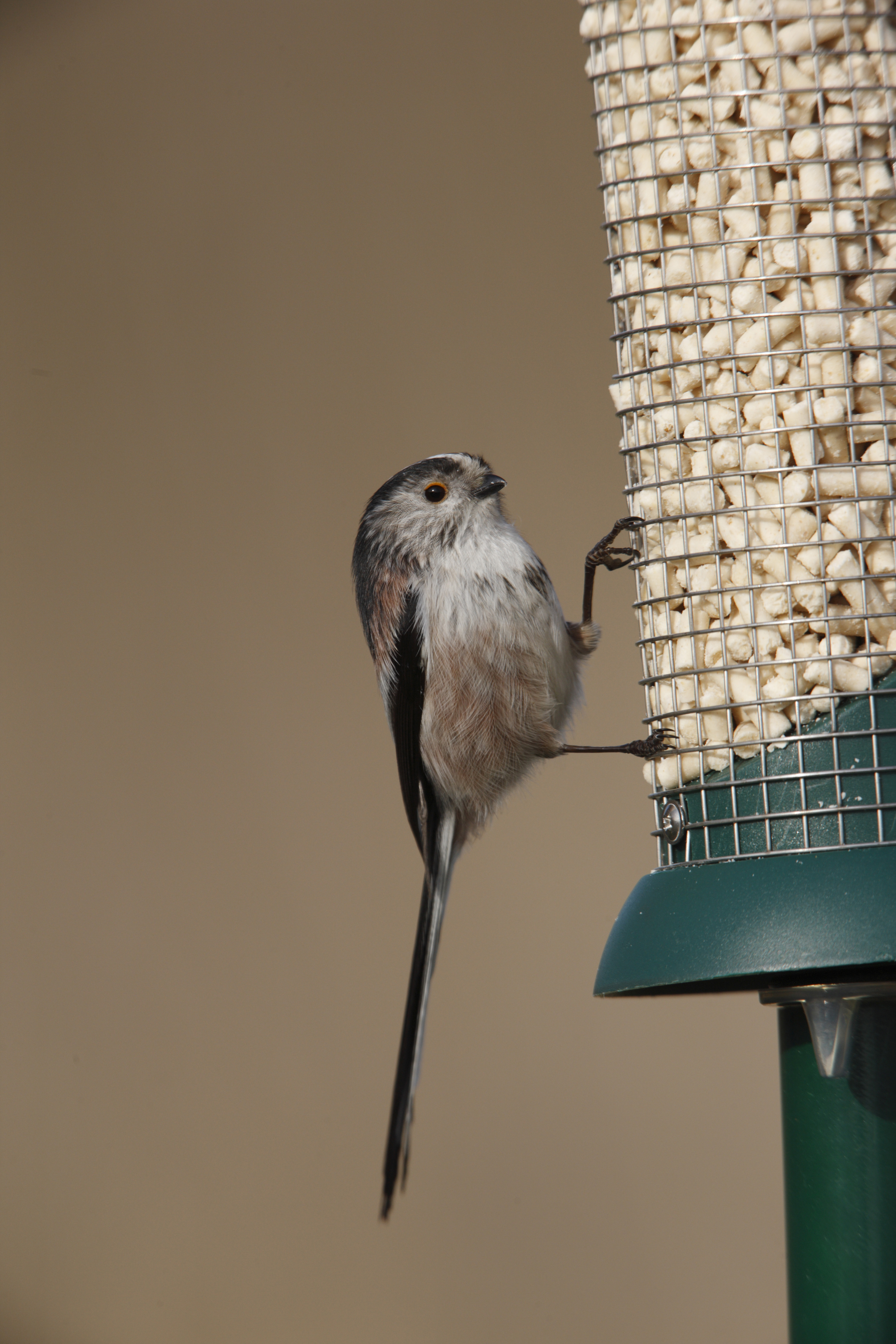 Long tailed tit on a bird feeder 