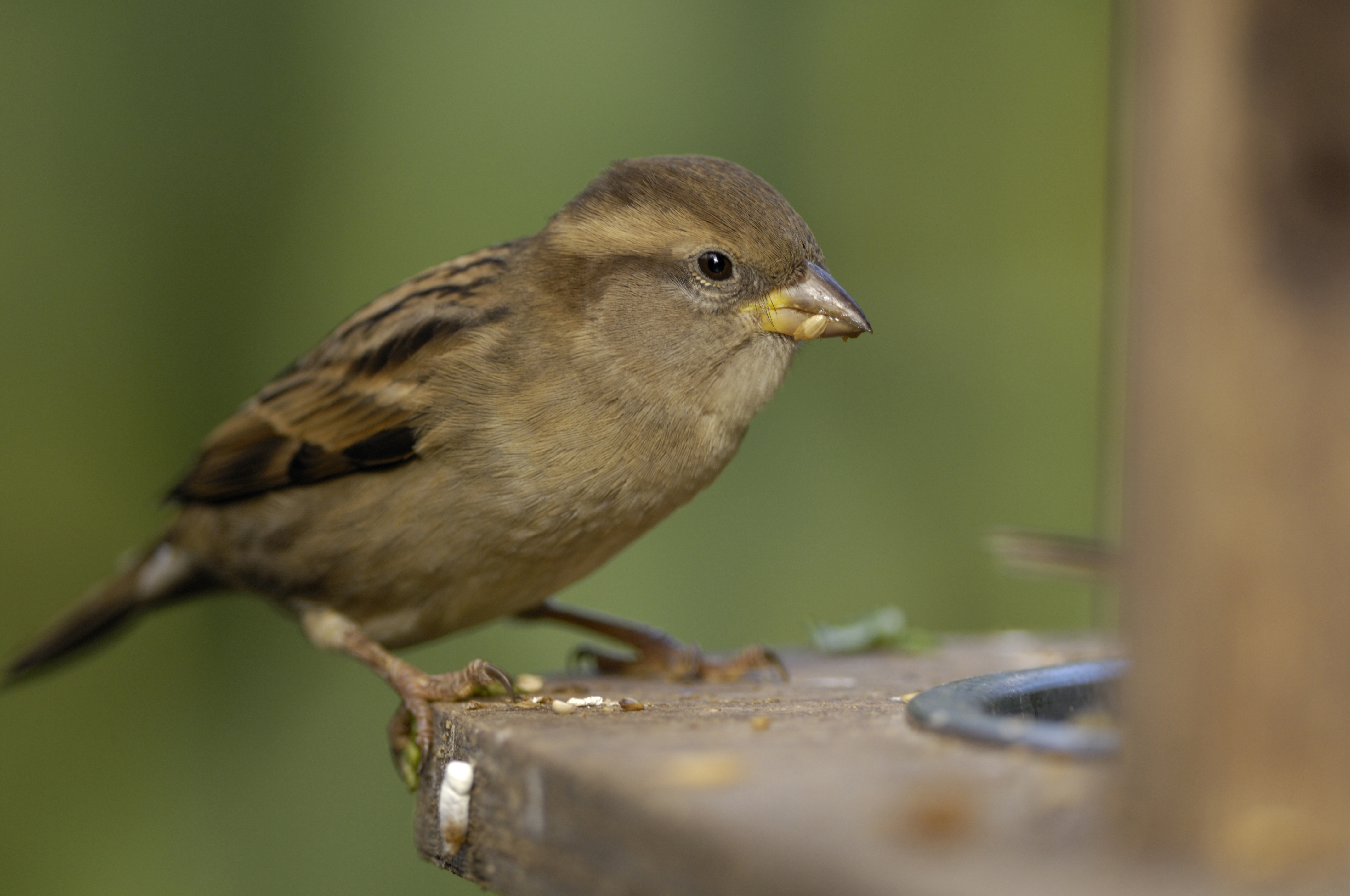 House sparrow perched on a feeder