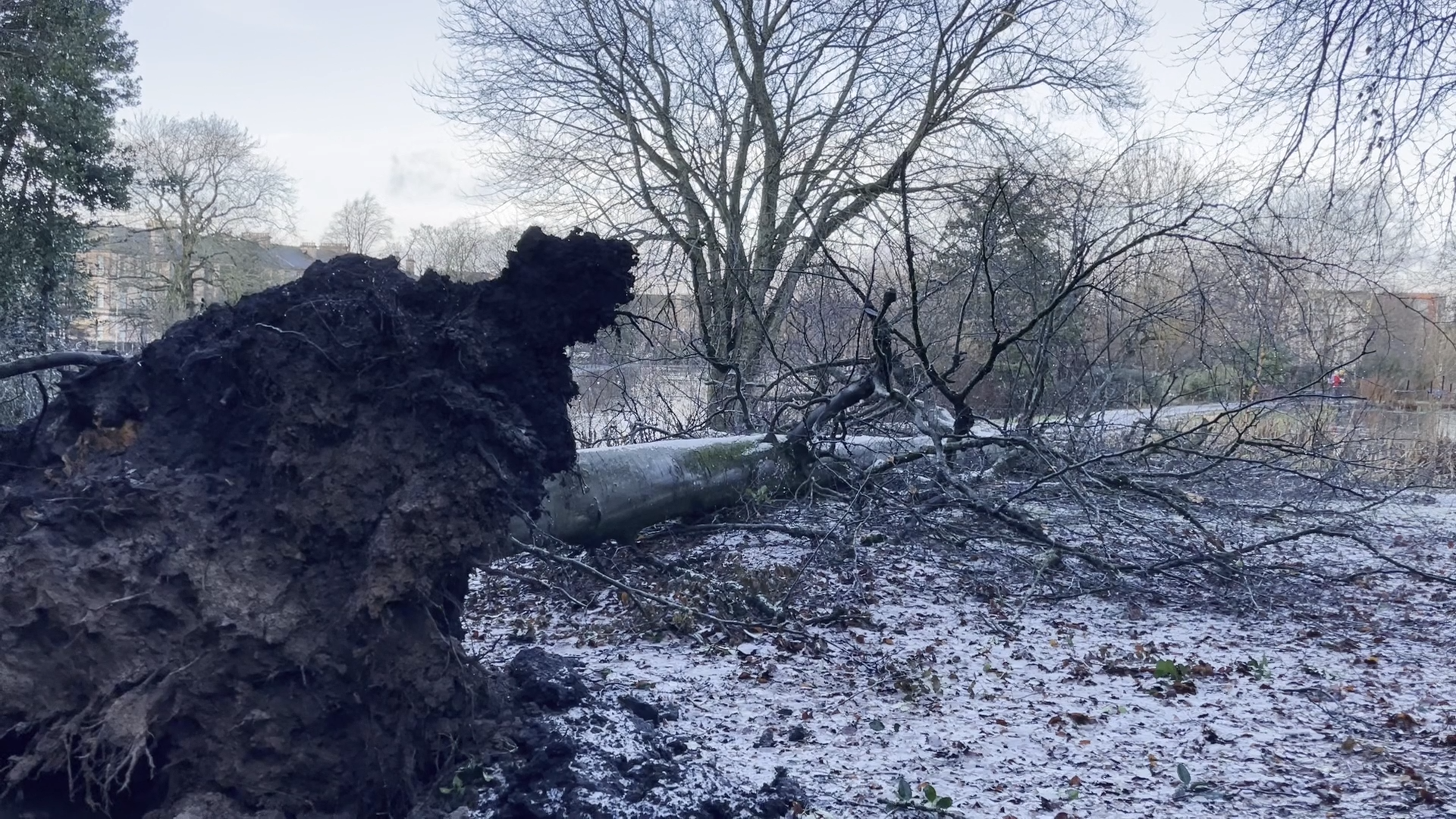 A fallen tree in Queen's Park, Glasgow