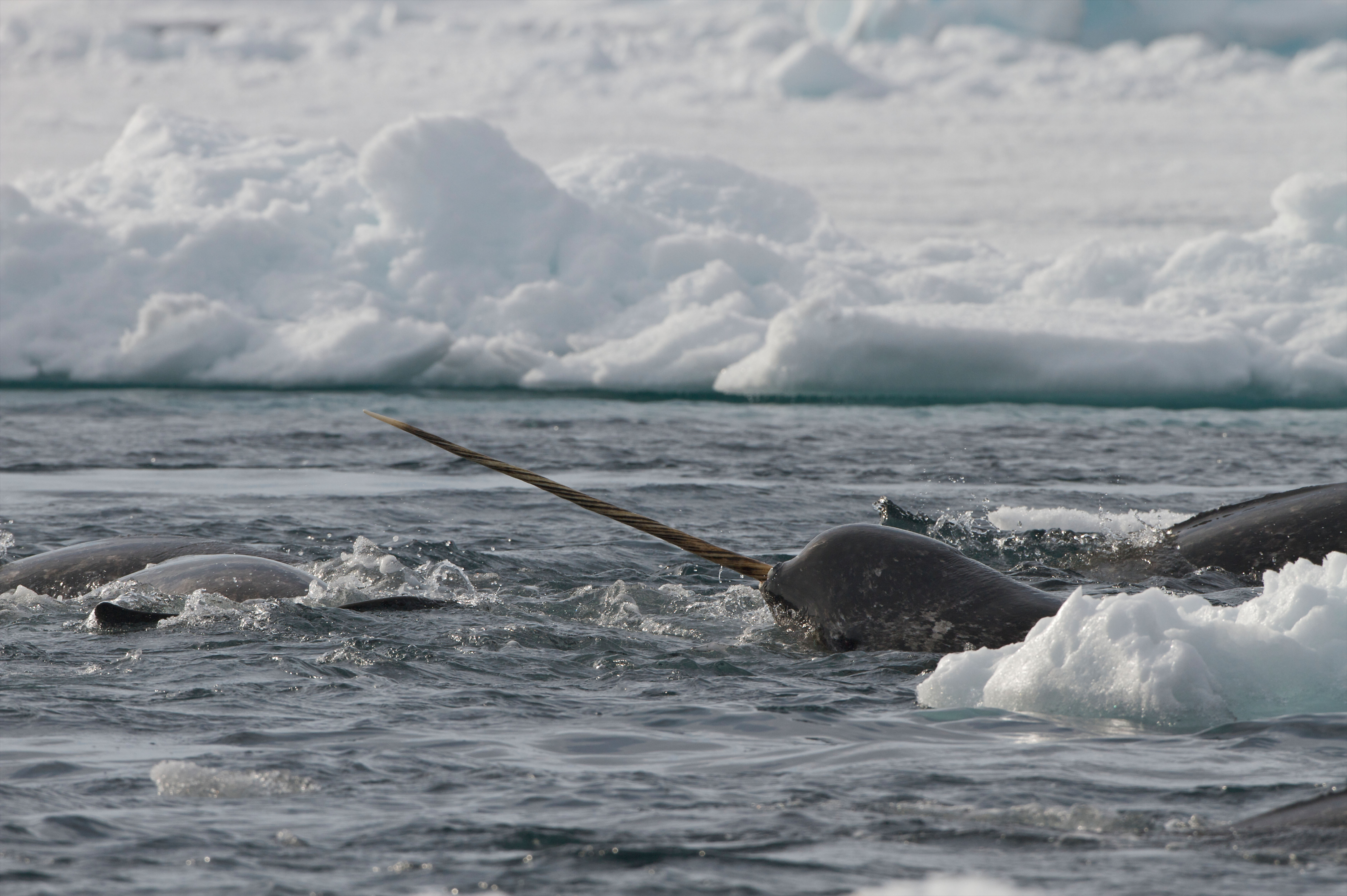 Narwhal in water with head and tusk above the surface and ice floe in the background