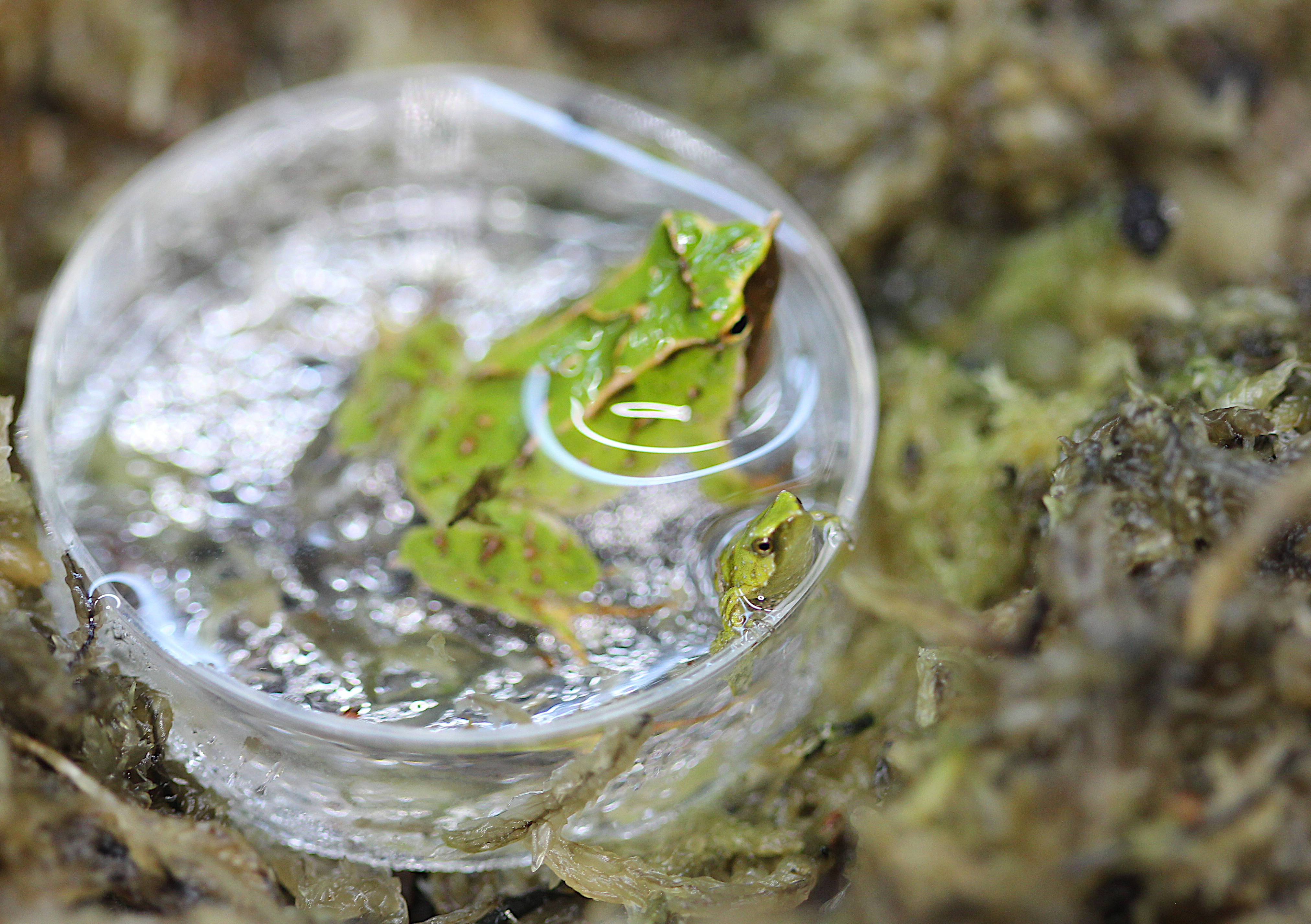 Darwin's frog and a newborn frog metamorph at London Zoo