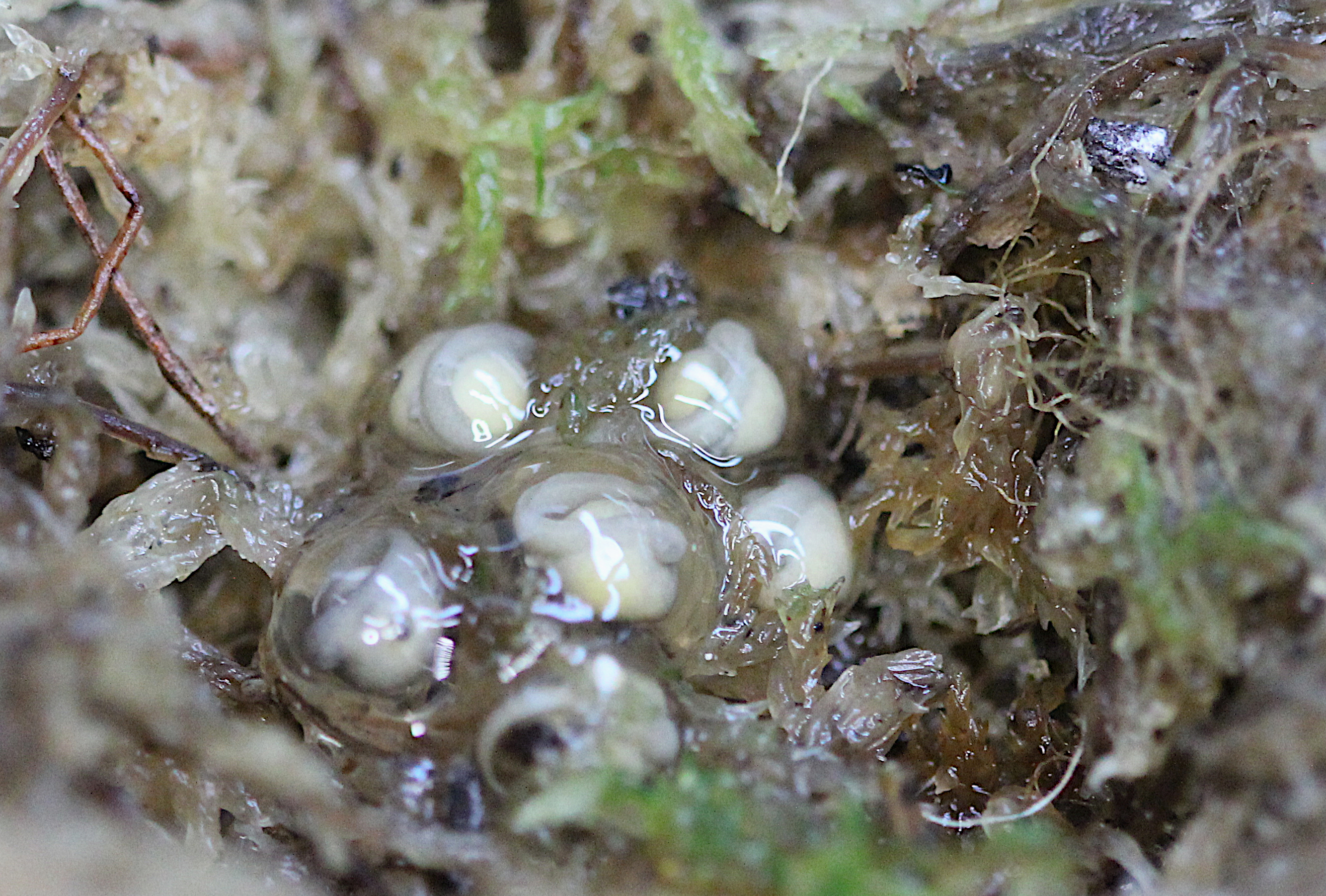 Darwin's frog eggs at London Zoo