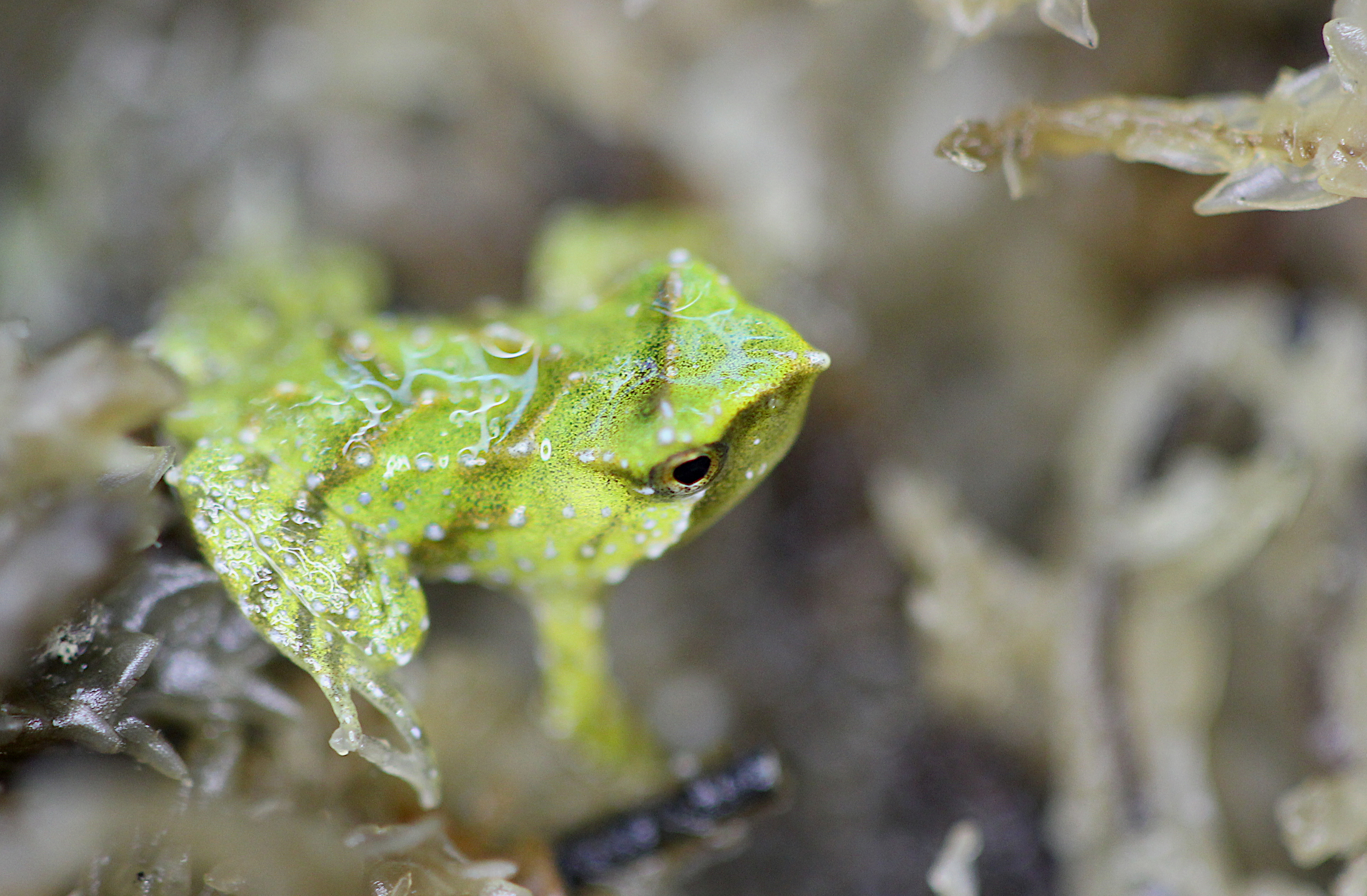 A Darwin's frog