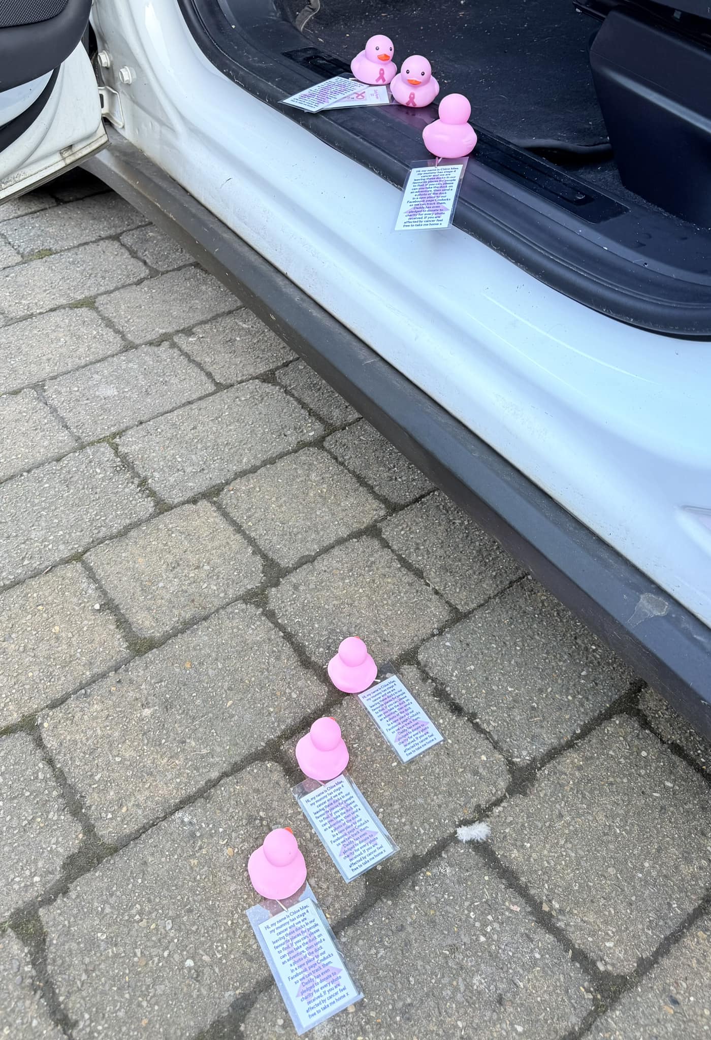 Ducks going into car 