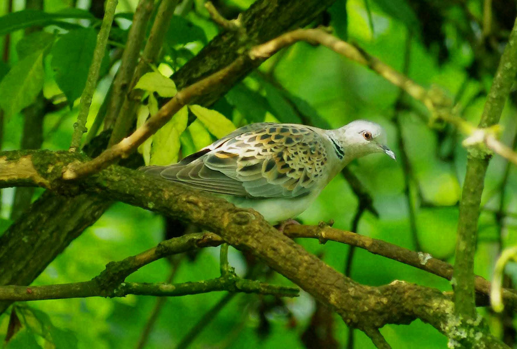 A turtle dove on a branch (