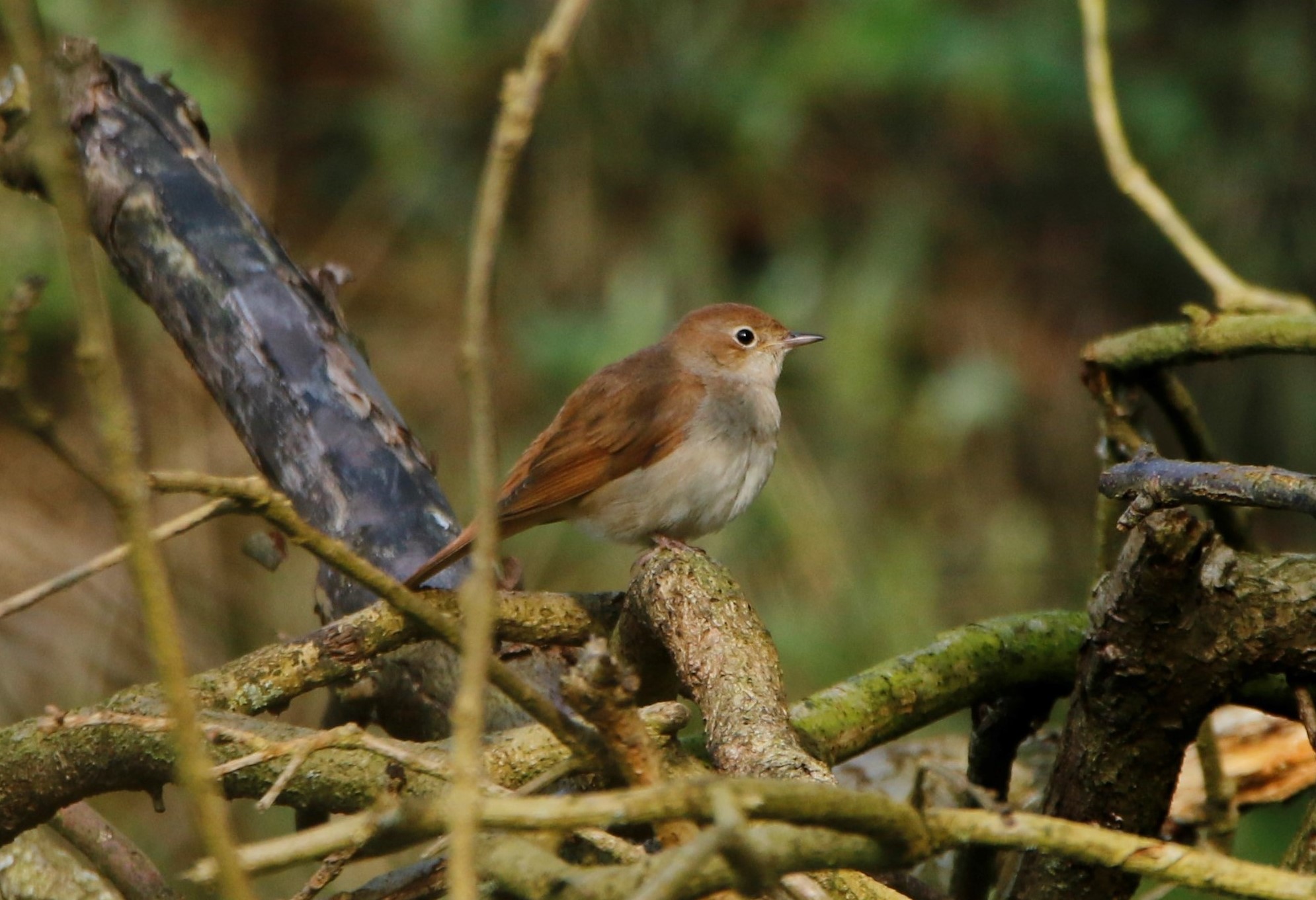 A nightingale on a branch