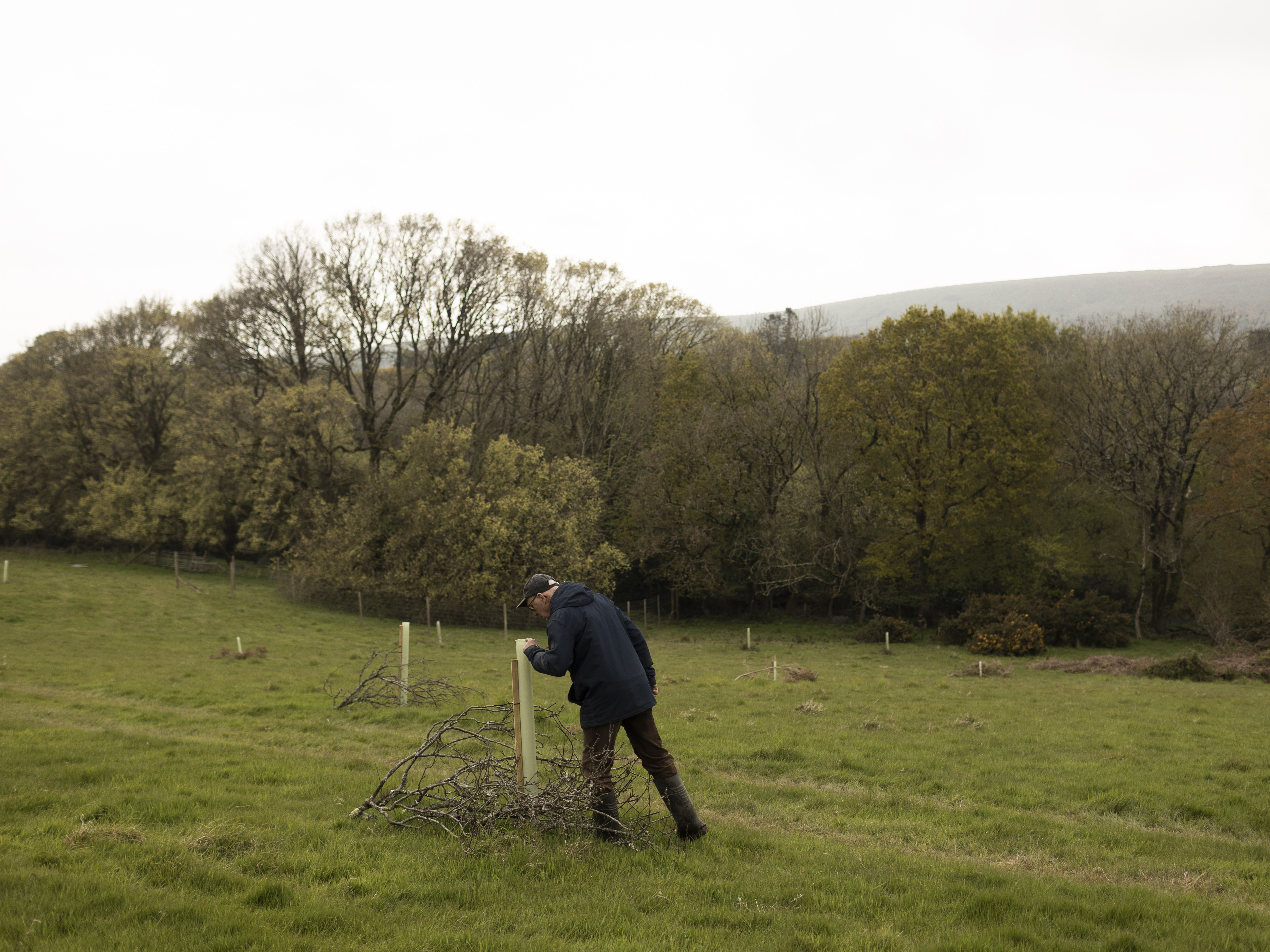 Farmer inspecting newly planted trees in a field, with mature trees behind