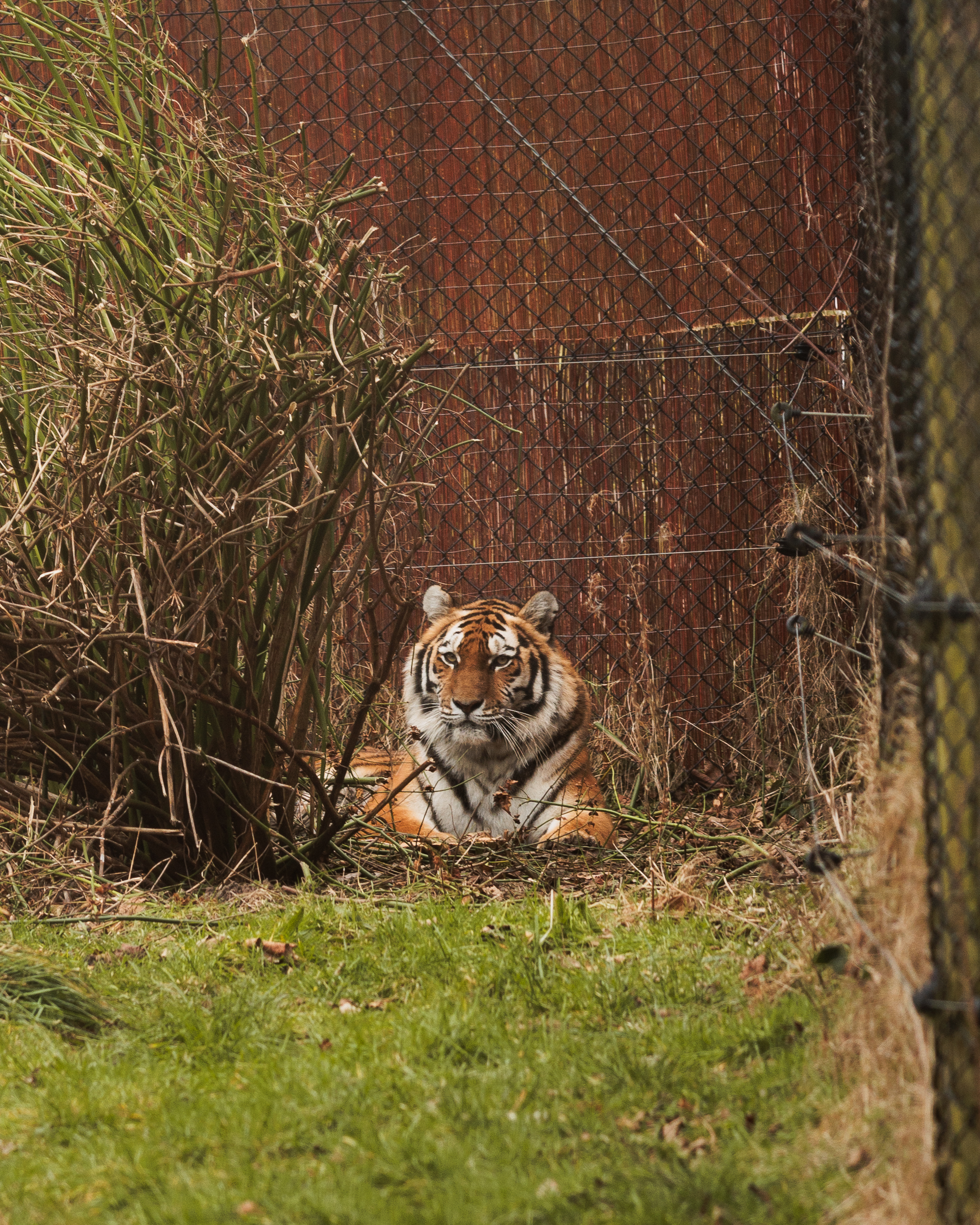 A female tiger in an enclosure