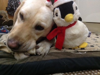 Golden labrador lays on the ground while cuddled with her toy penguin