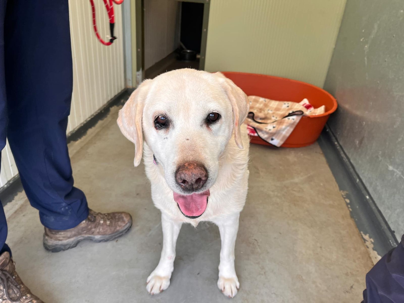 Picture of a golden Labrador with her tongue hanging out