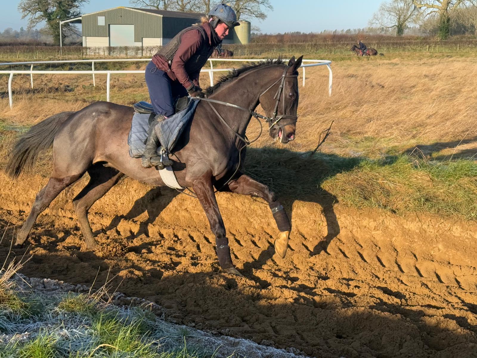 El Rayo is one of eight horses brought over by Paul Webber