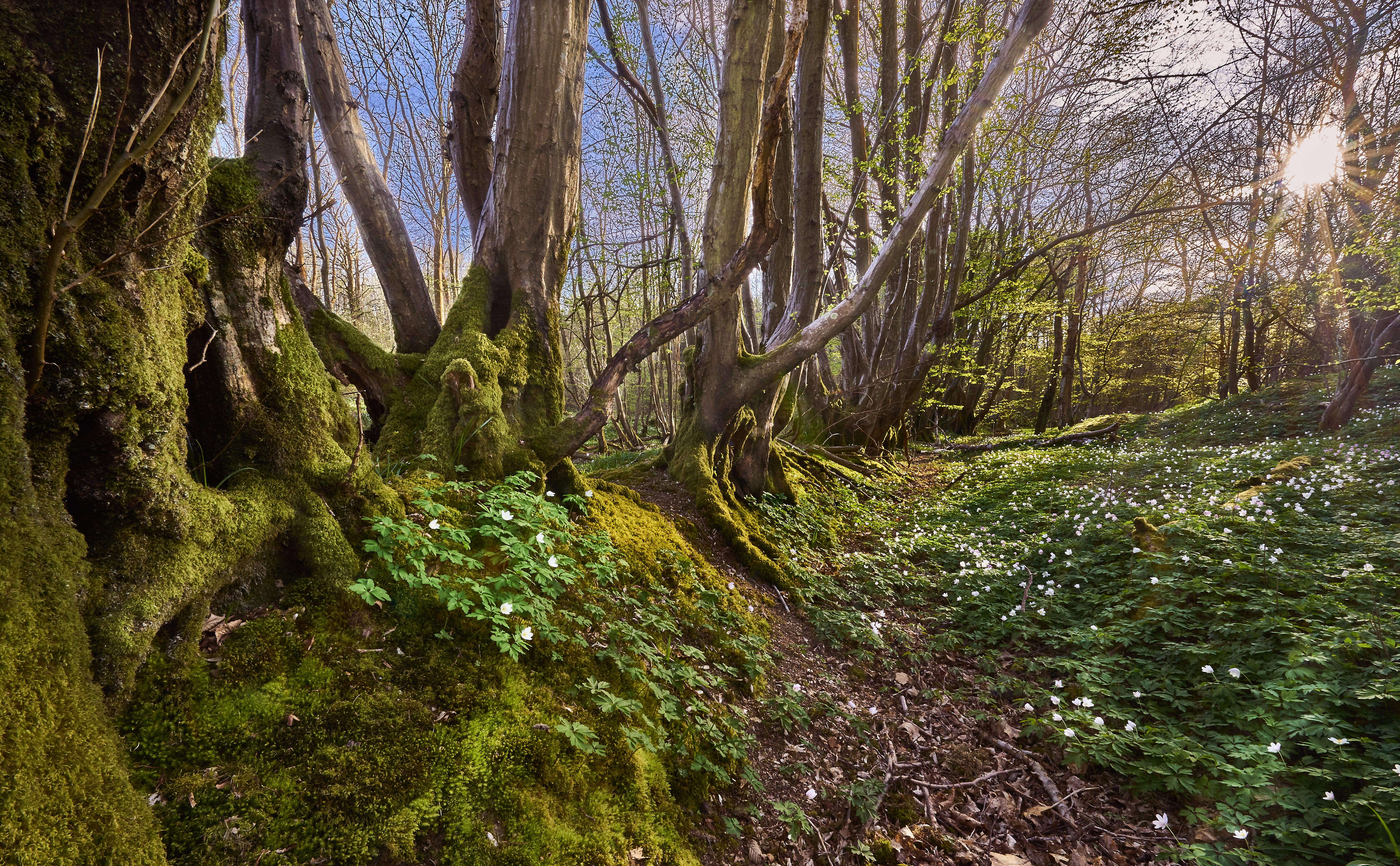 A mossy ancient woodland hedge bank in spring with hornbeam and wood anemone