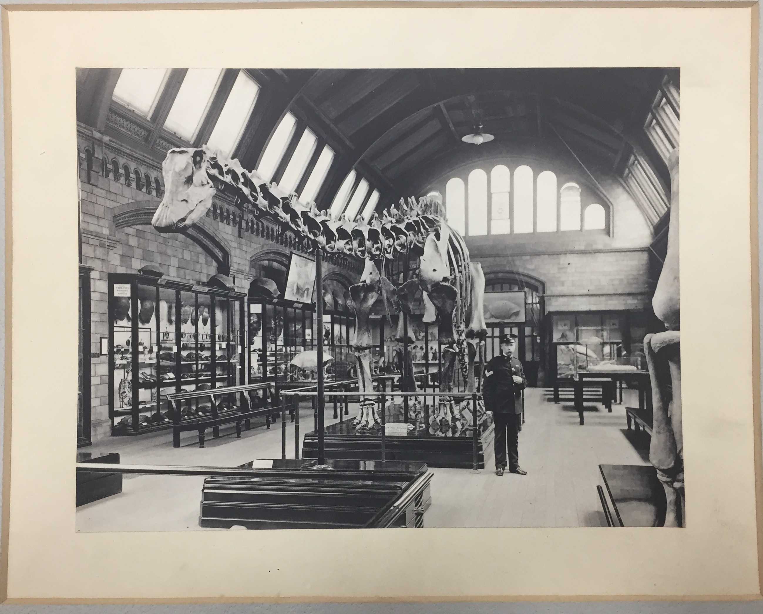 The Natural History Museum gallery space in 1911