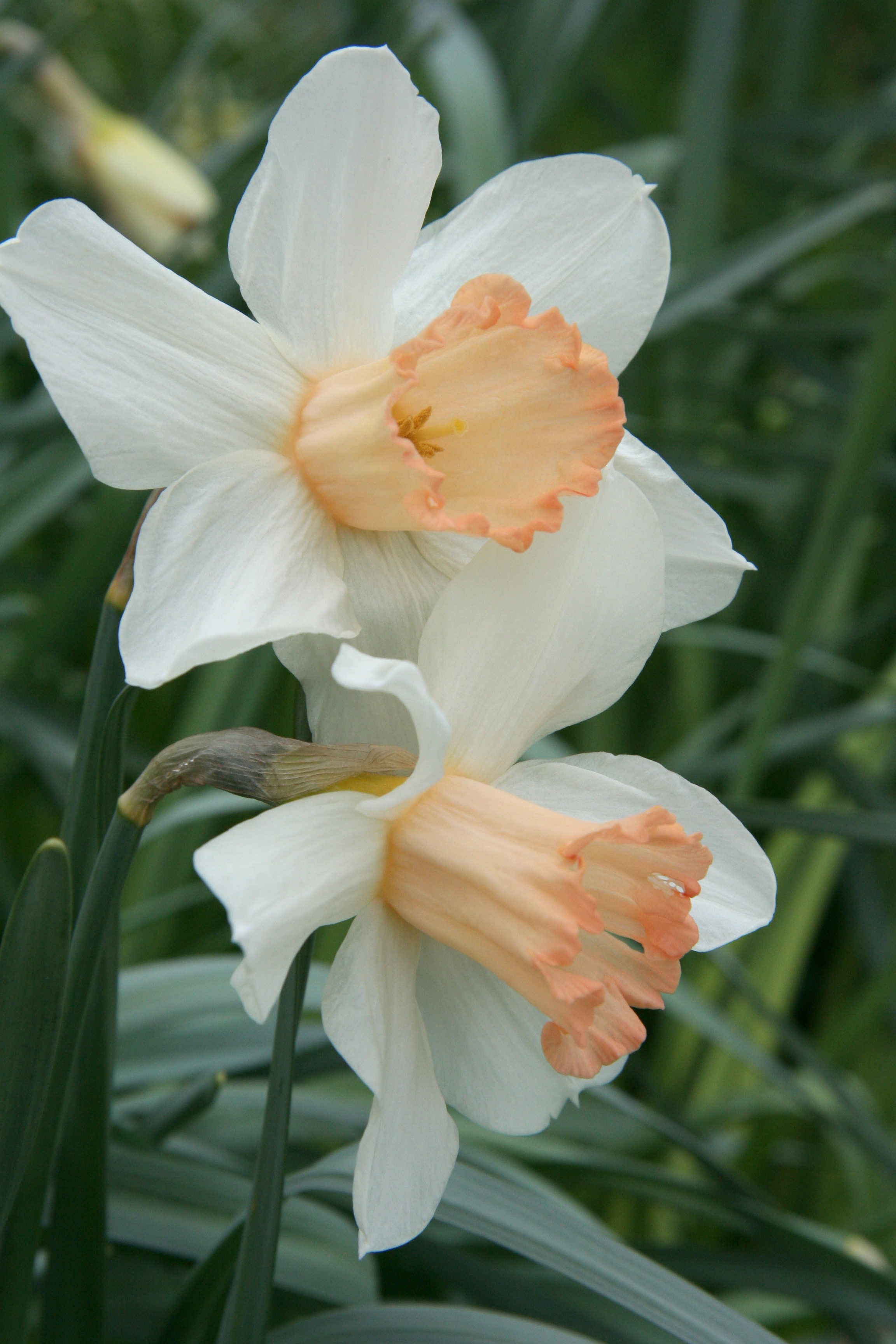 Two blooms of Mrs R O Backhouse cultivar with ivory petals and coral trumpet